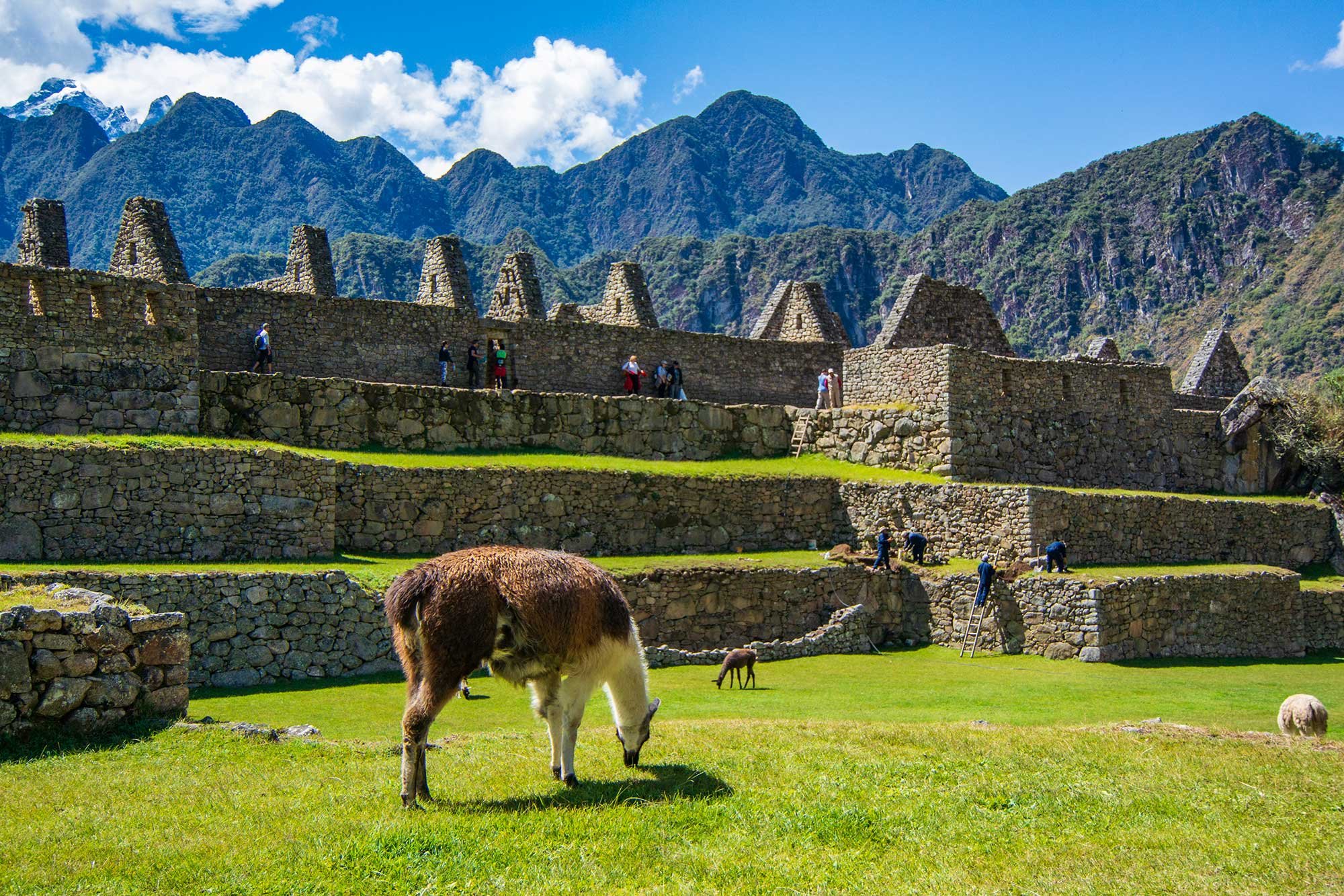 Llamas at Machu Picchu, Peru