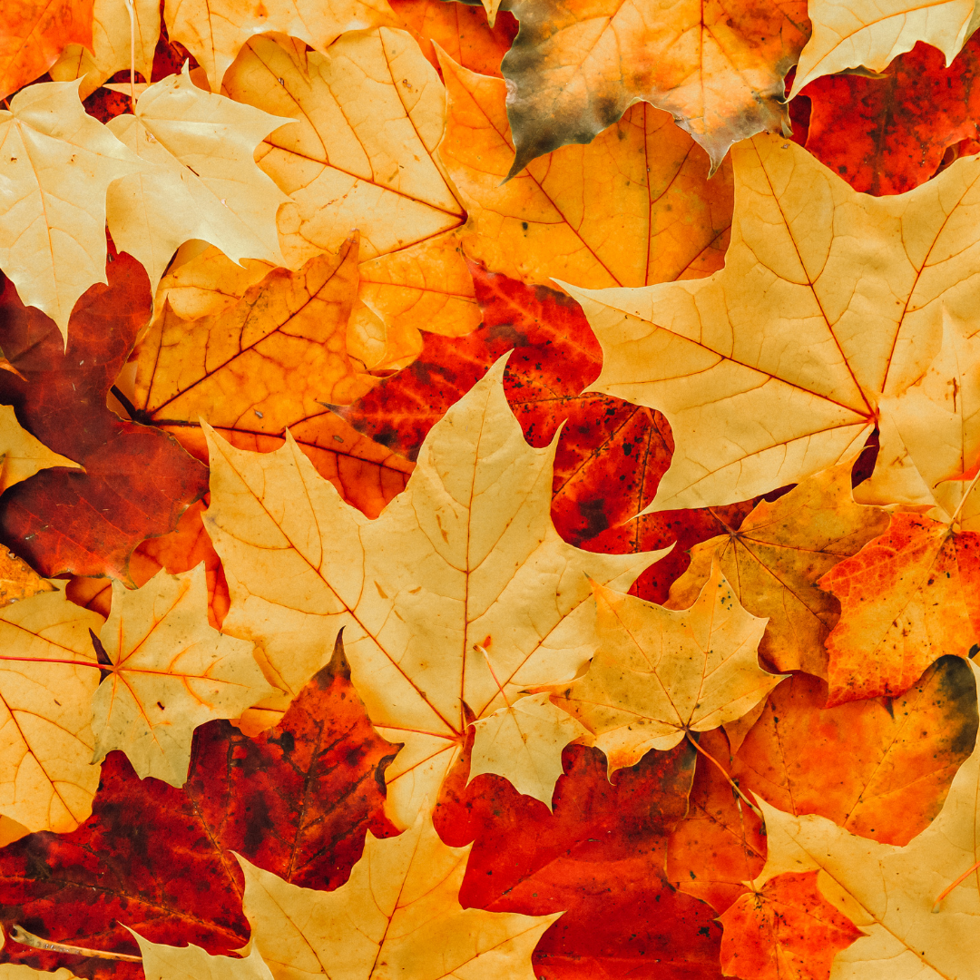 Kids’ Kingdom Fall Break