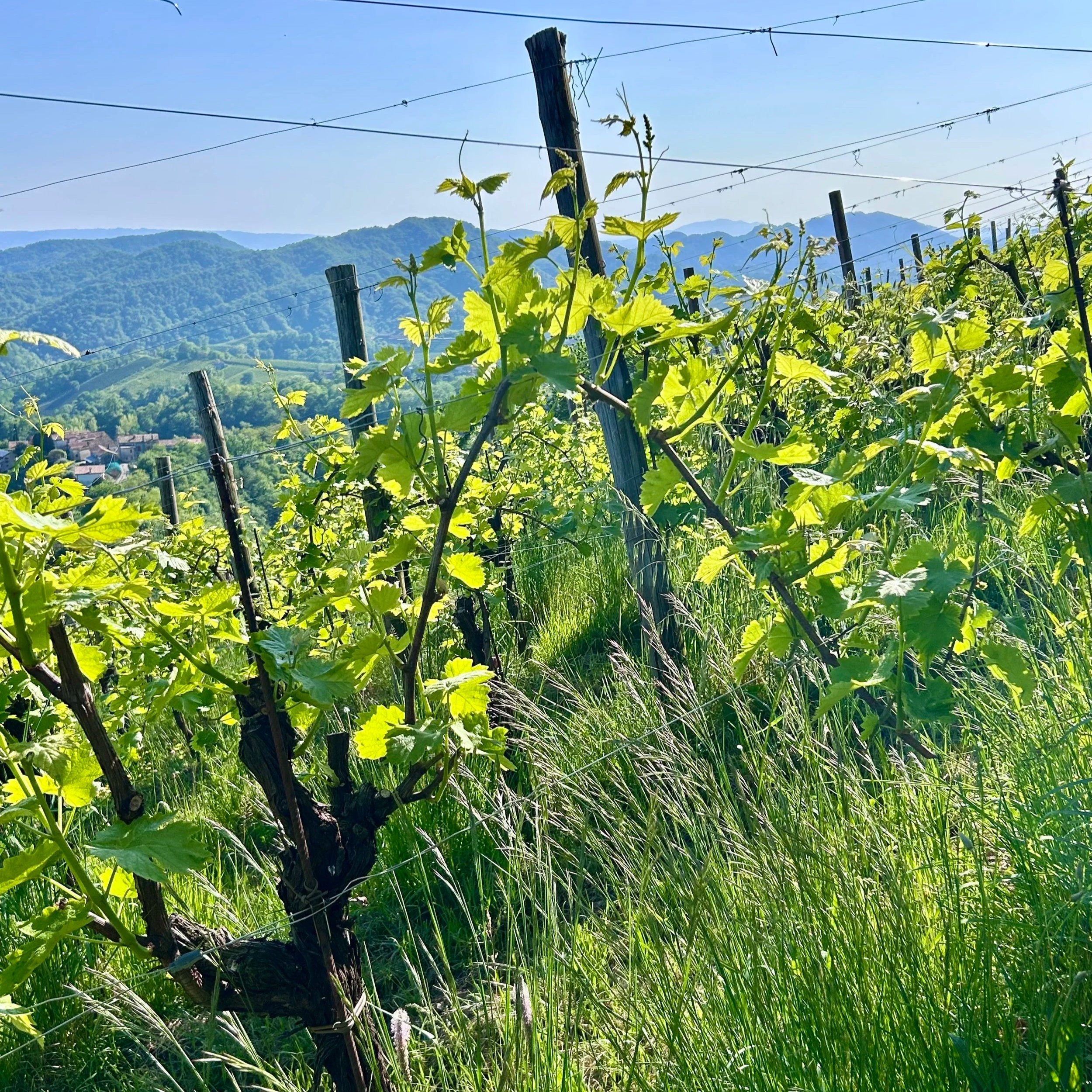 Benvenuto! Weitwandern durch die Proseccohügel Norditaliens