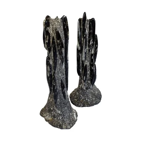 Fossilized Orthocera — Weisshouse