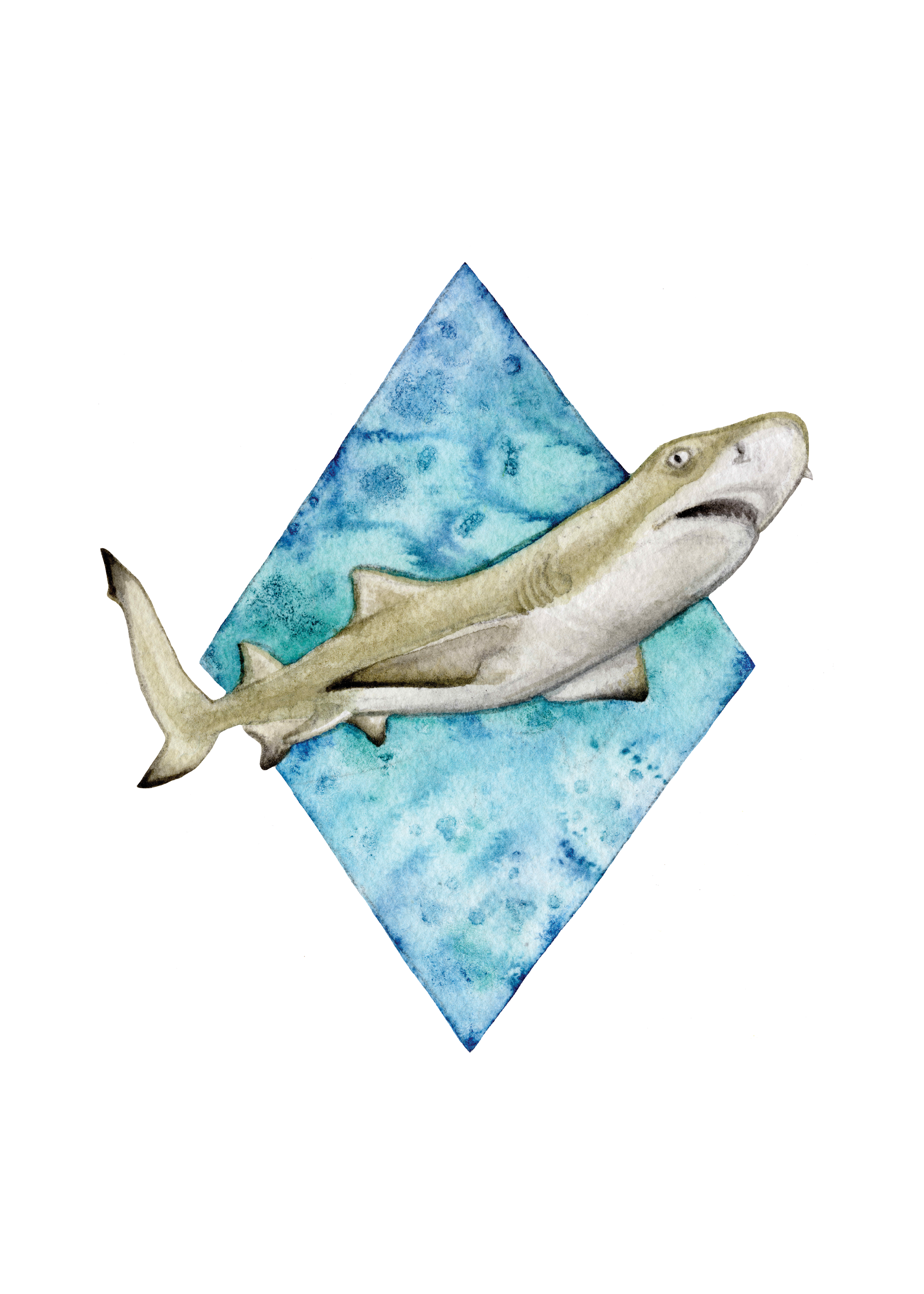 Juvenile lemon shark