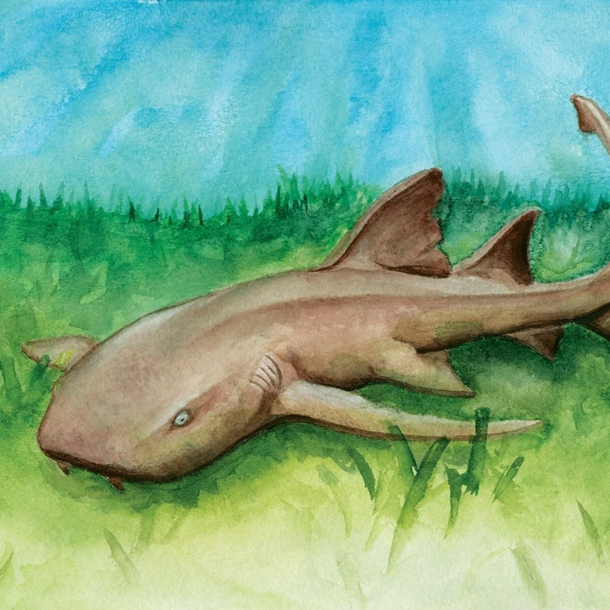 nurse_shark_seagrass_8x10.jpg