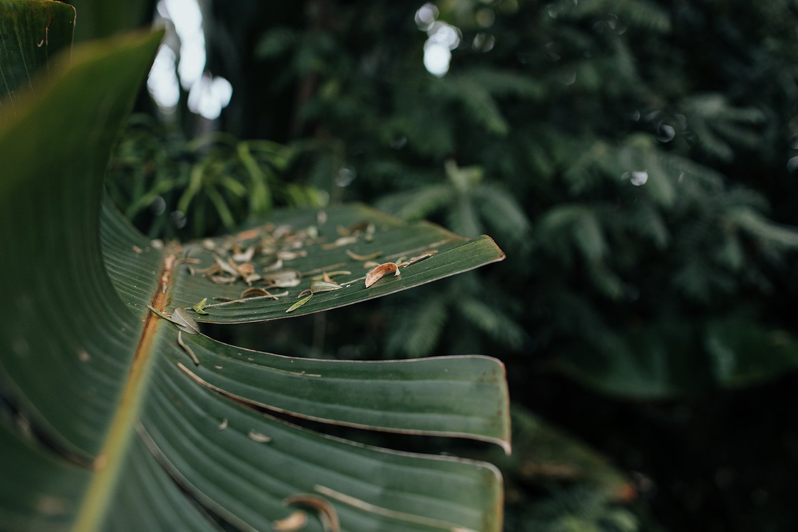 Horniman Plant Fair