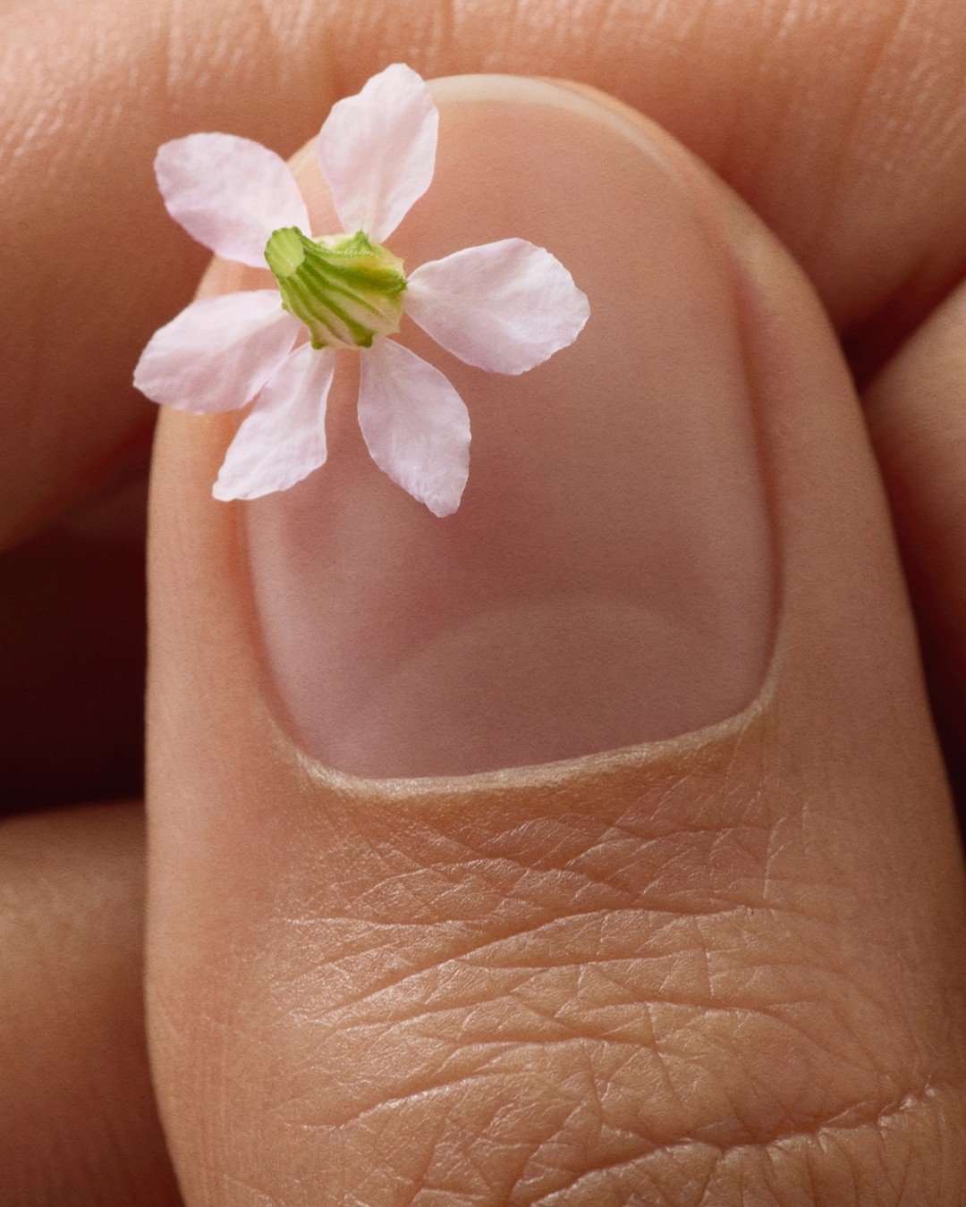 Art direction and Photography @byupclose 
Prop styling @lisa.cyang
Hand model @_piel_morenita
Assistants photographer @emilyvgilbert 
Retouched by @mellapointe