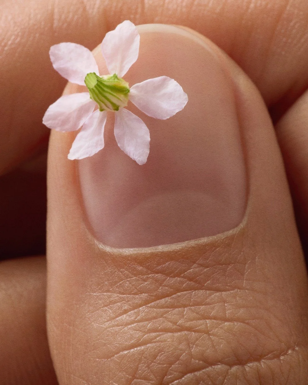 Art direction and Photography @byupclose 
Prop styling @lisa.cyang
Hand model @_piel_morenita
Assistants photographer @emilyvgilbert 
Retouched by @mellapointe