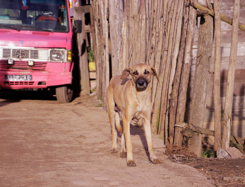 Andasibe Village Dog 