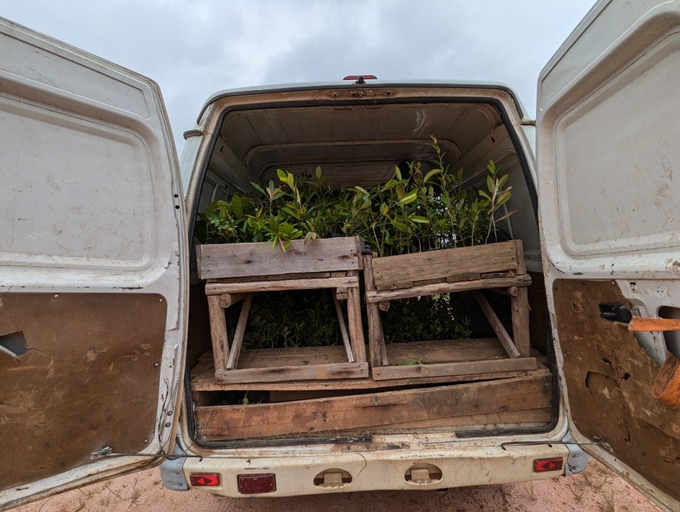 🌳 Happy International Day of Forests! 🌿
🌱✨ In this day of celebration, we are happy to share that our reforestation project keeps growing. Our field team are now continuing the planting of the second 30-hectare plot, by planting 1,200 trees. This
