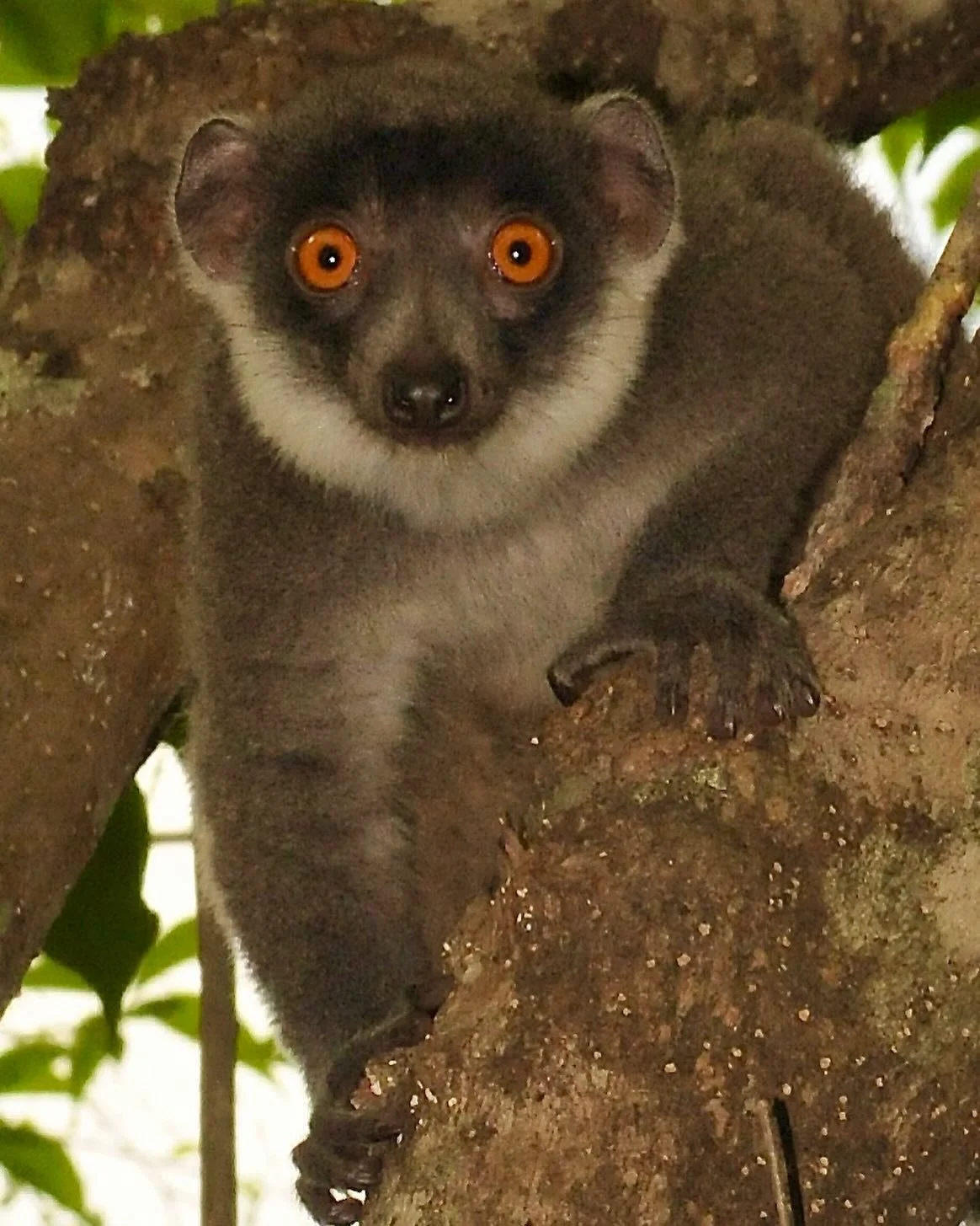 Meet this female mongoose lemur (Eulemur mongoz) from Ankarafantsika National Park. I took this photo during my PhD research, and she still feels like one of the faces of why this work matters.

Mongoose lemurs are Critically Endangered, threatened b