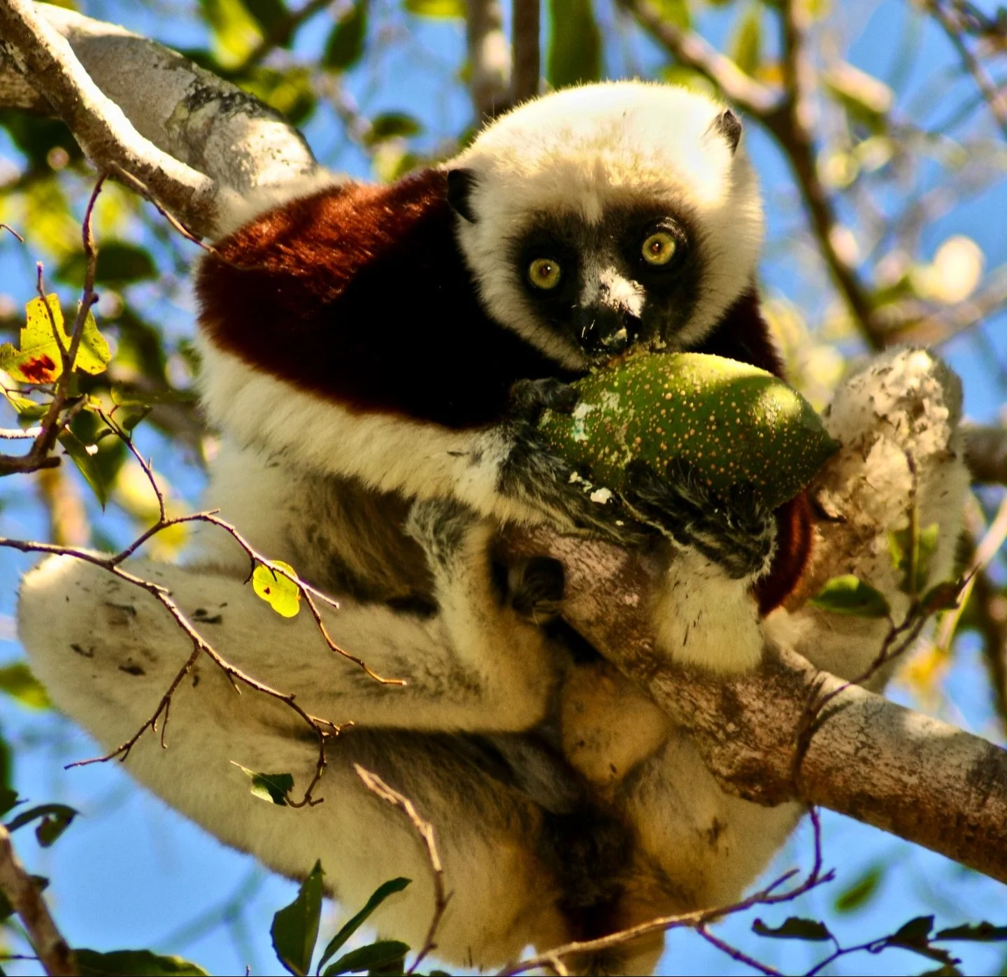Adult female Propithecus coquereli foraging on &ldquo;pira&rdquo;fruit (Landolphia gummifera) with a ventrally clinging infant, Ankarafantsika National Park. This highlights maternal care and infant transport during feeding, as well as the importance