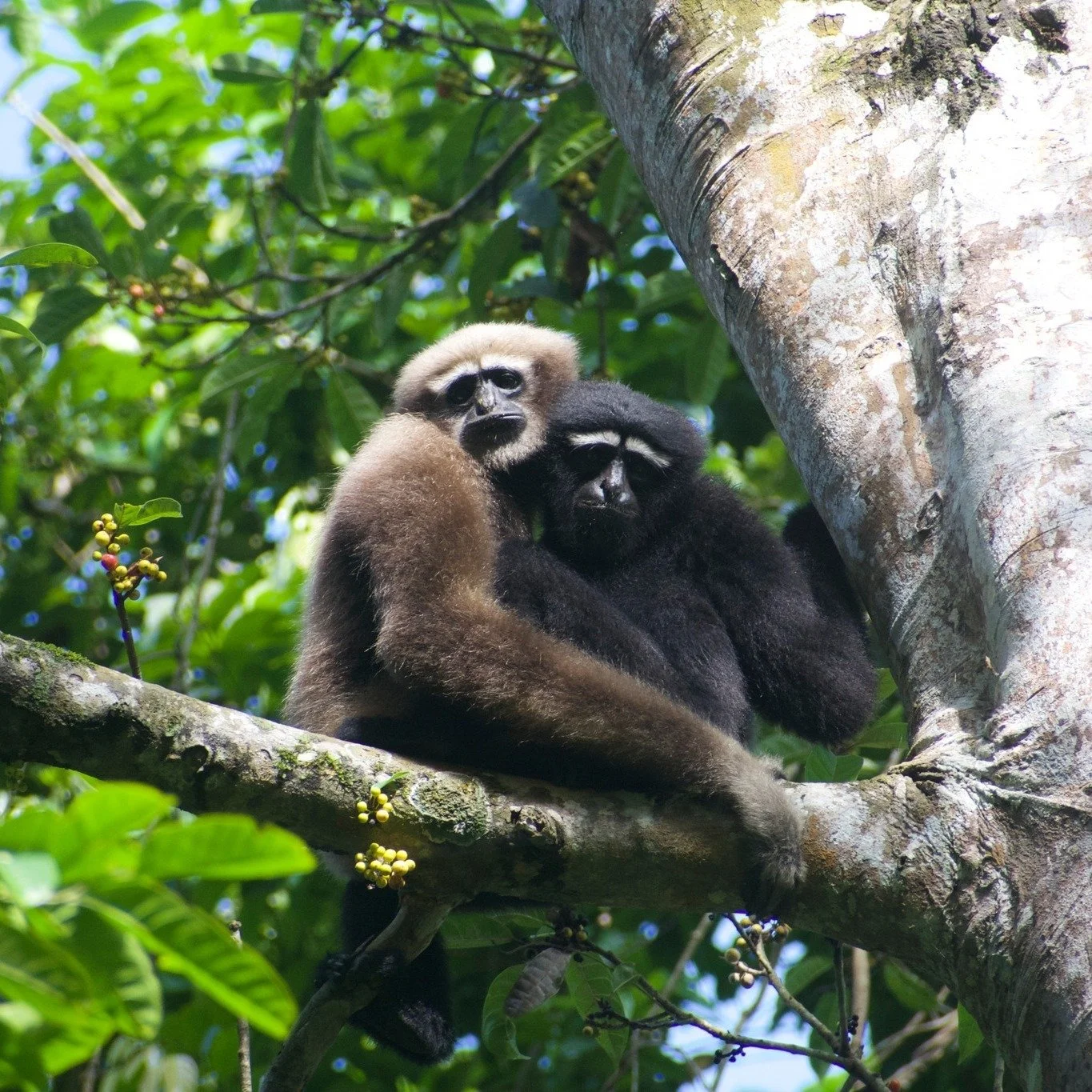 TDARFAC is proud to support graduate student @md_mehrab_hasan (@northern_illinois_university) whose research focuses on the endangered western hoolock gibbon (Hoolock hoolock) in Lawachara National Park, Bangladesh.

Over the past six months, Mehrab 