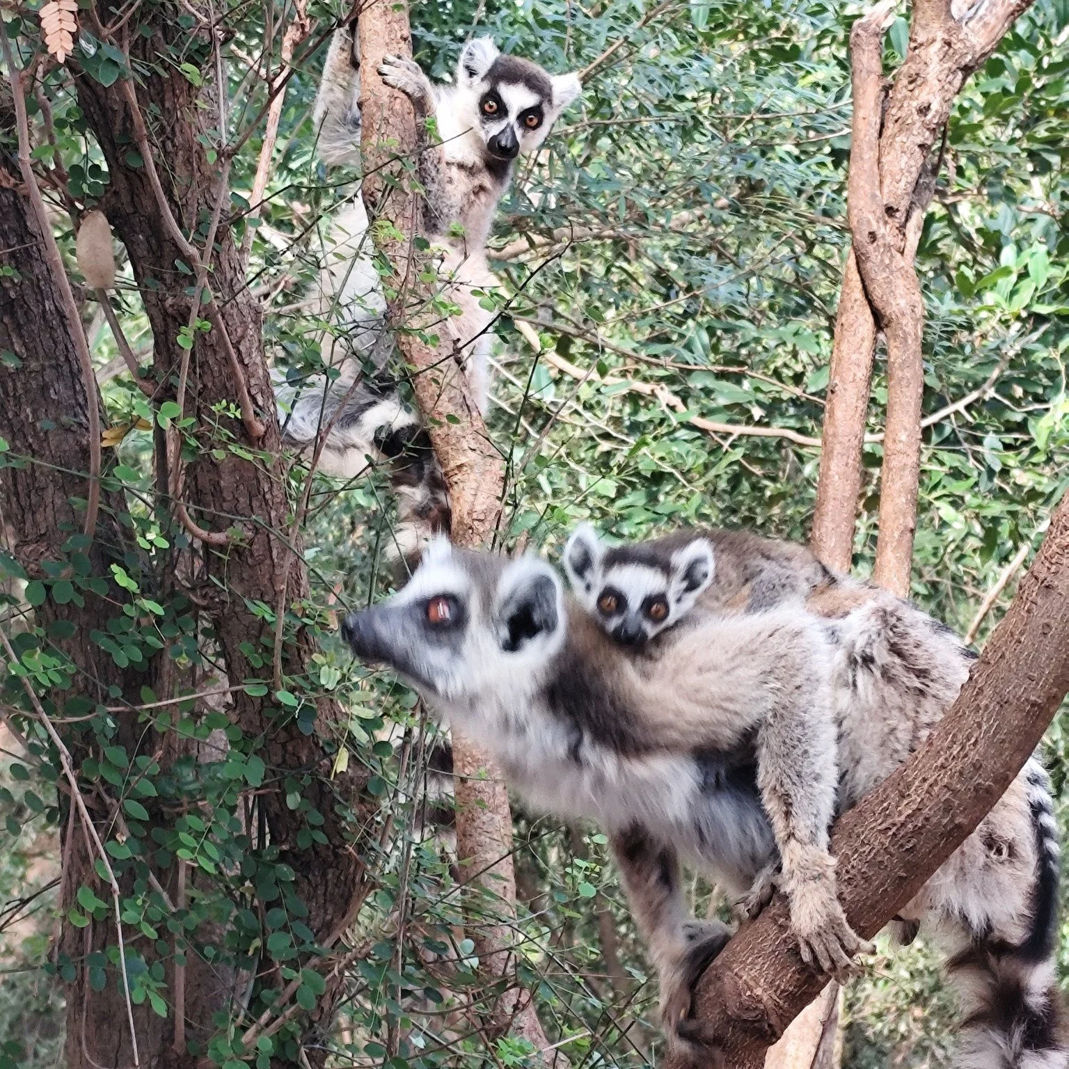 Grant Recipient Spotlight

Meet @tolotra25, whose work is advancing community-led lemur conservation in southern Madagascar

At Berenty Private Reserve, this project focused on two endangered species:
1️⃣ Ring-tailed lemur (Lemur catta)
2️⃣ Verreaux&