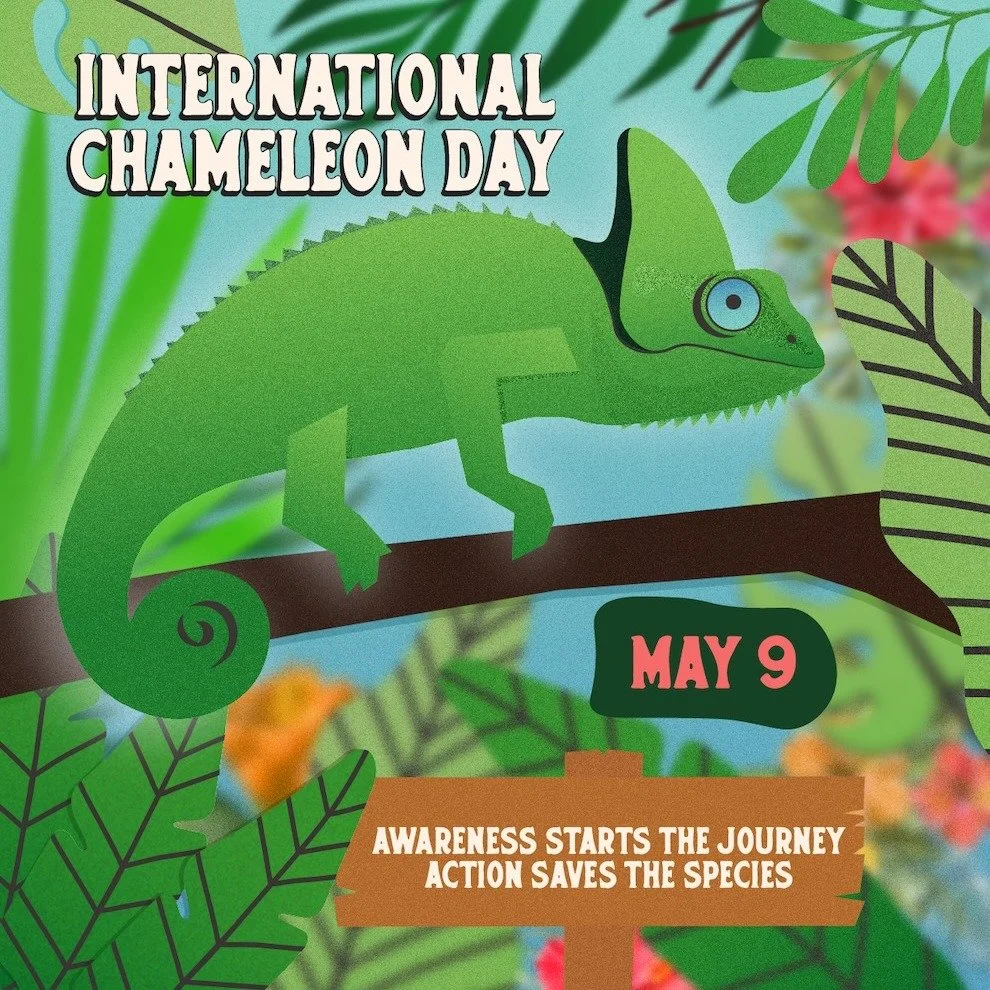 May 9 is World Chameleon Day 🦎

Chameleons aren&rsquo;t just masters of color&mdash;they&rsquo;re vital to healthy ecosystems. Yet over 75 species face growing threats.

Madagascar holds an extraordinary share of this diversity. Protecting forests m