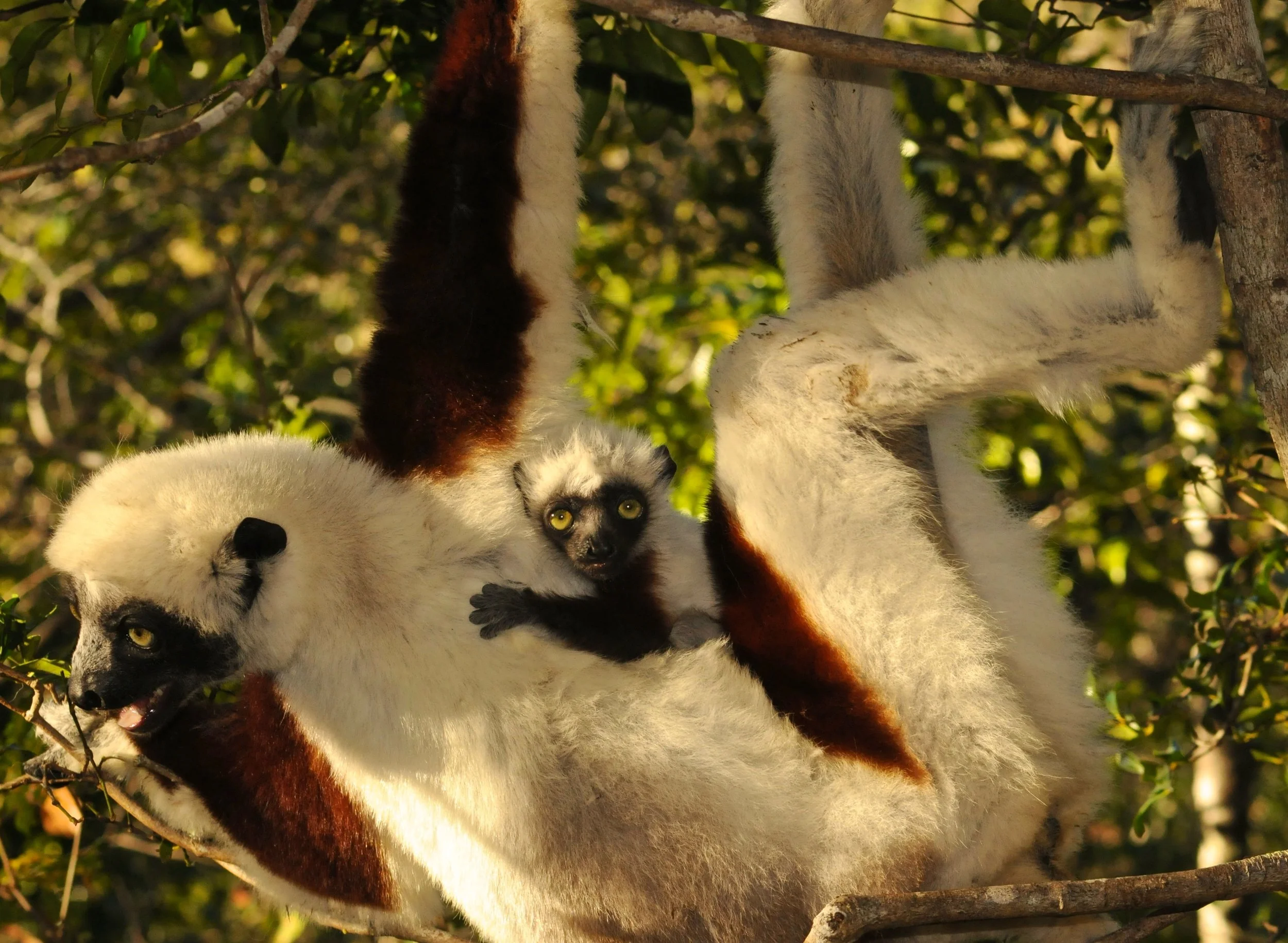 Happy Mother&rsquo;s Day to all primate moms &mdash; and to every kind of mothering heart. To moms raising children, caring for furry families, supporting communities, grieving loss, trying, hoping, mentoring, nurturing, and protecting others in quie