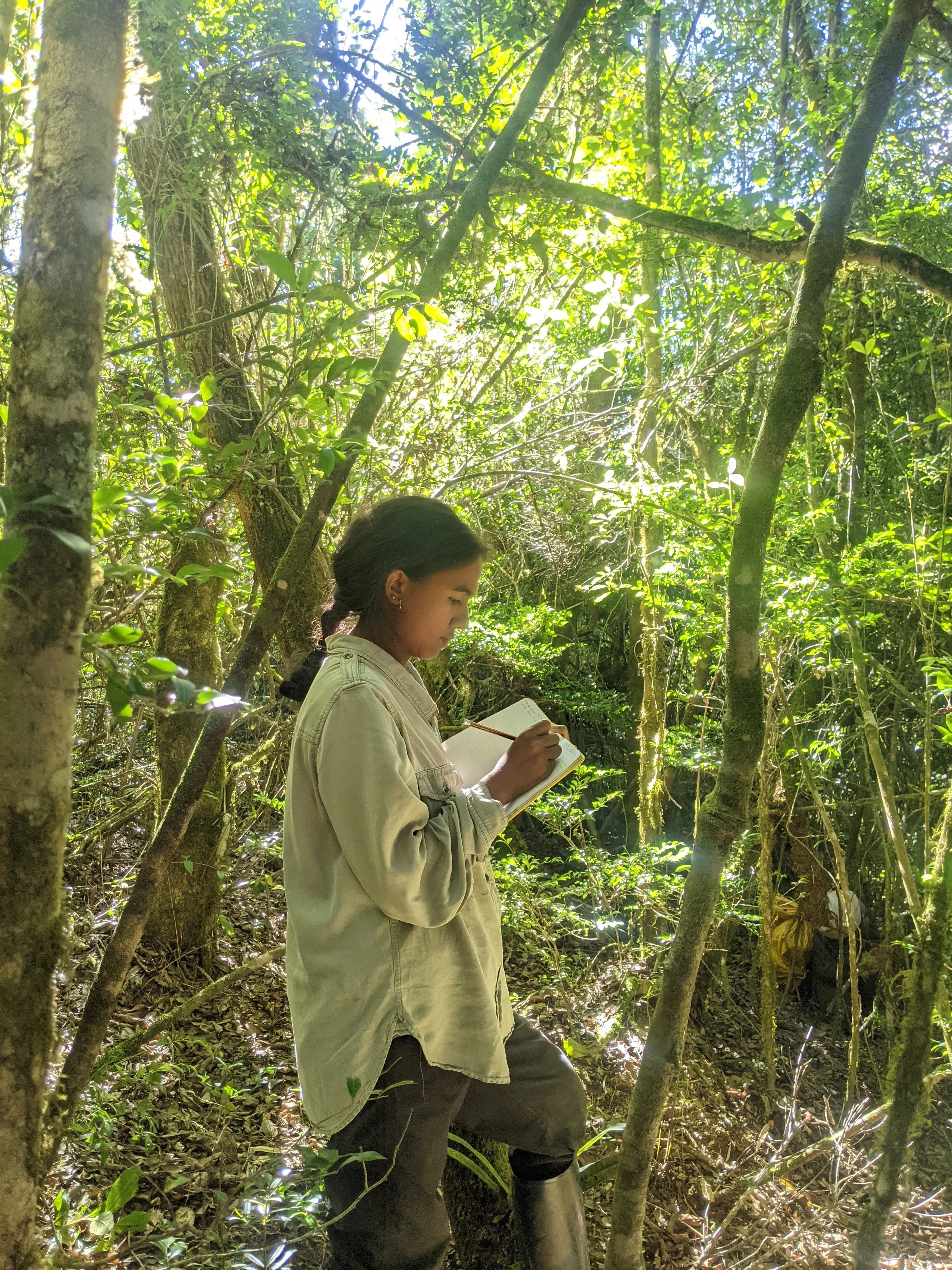 From Field Notes to Conservation Action: Koloina’s Research on Critically Endangered Diademed Sifakas