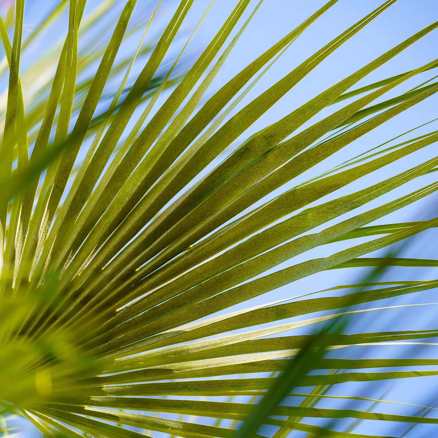 The Palm Sunday AD 2024 episode artwork