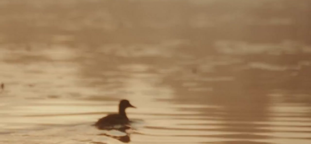 printemps au québec et au canada