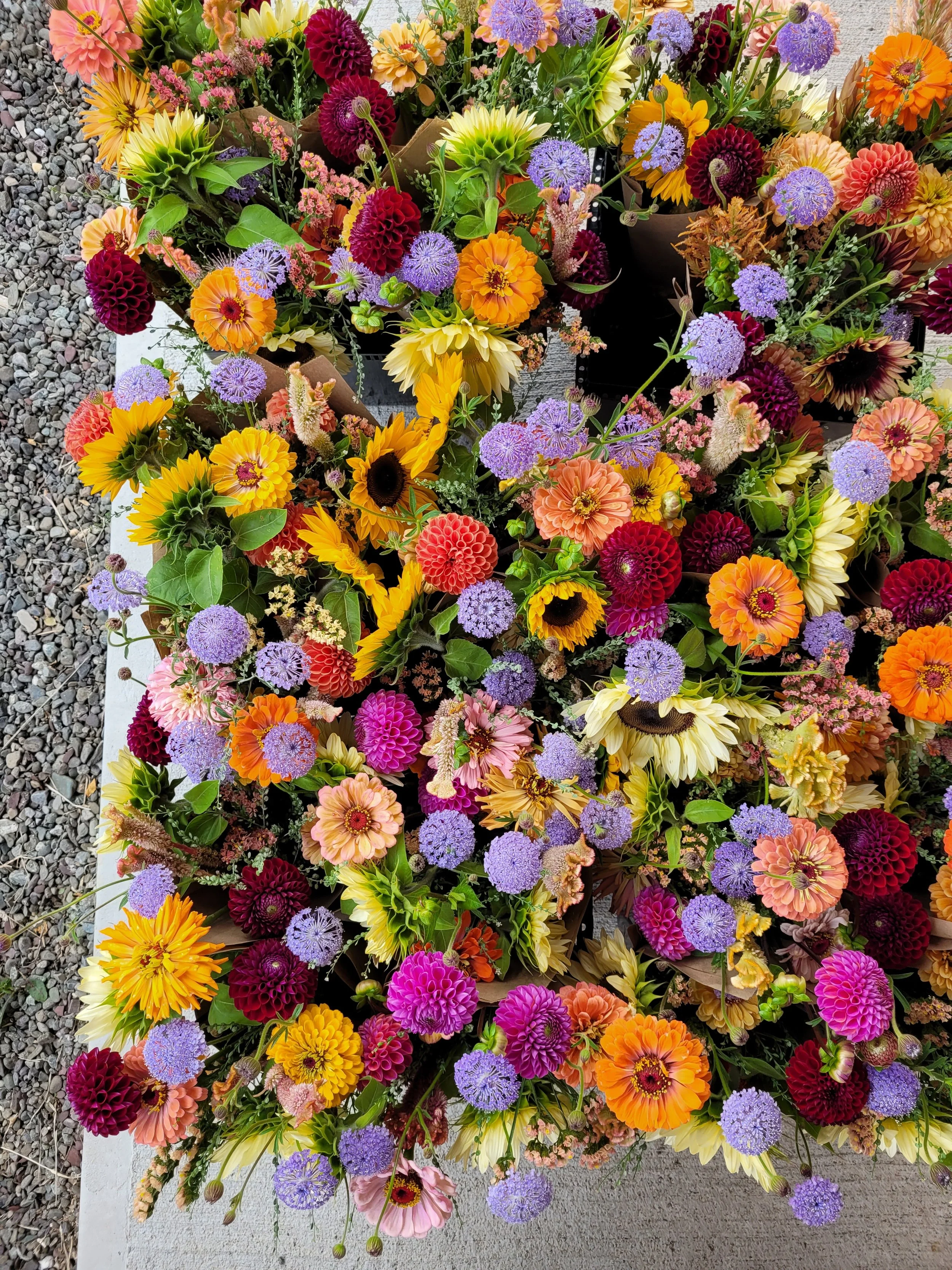 20250828_085203.jpg (copie)