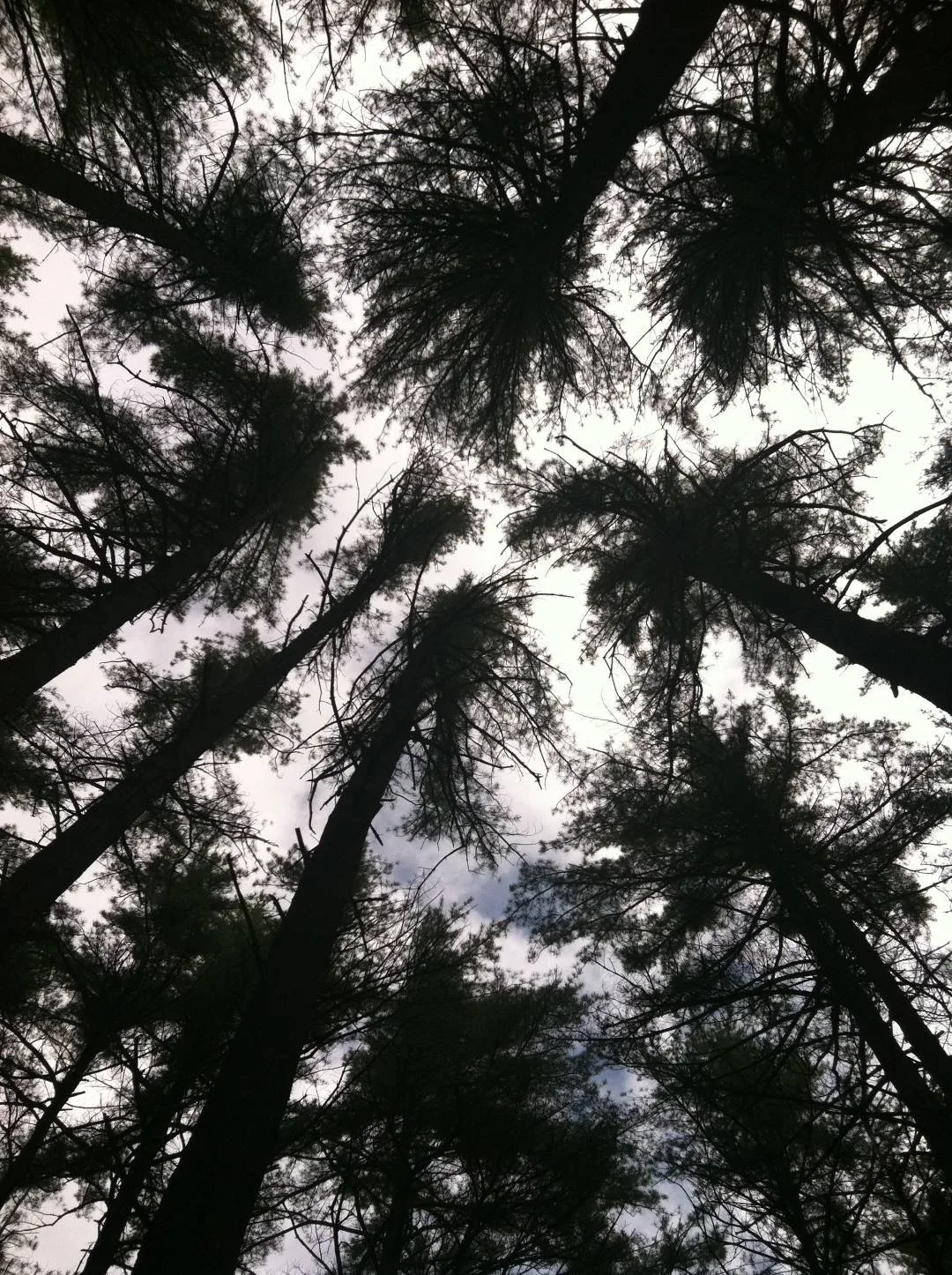 White Pine Forest — East Hampton Trails Preservation Society
