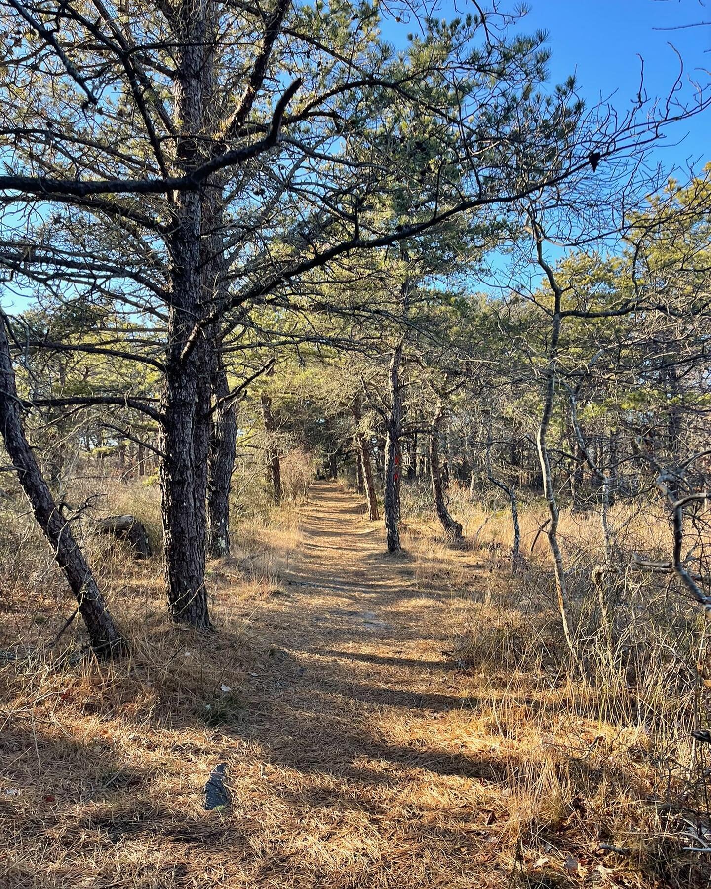 SATURDAY, APRIL 22, 2023 - 10:00 AM - PAUMANOK PATH THRU NAPEAGUE PINES HIKE

Join us for what could be an eye-opening hike. What was until recently the beautiful Pitch Pine woods of Napeague is now being devastated by the Southern pine beetle. We wi