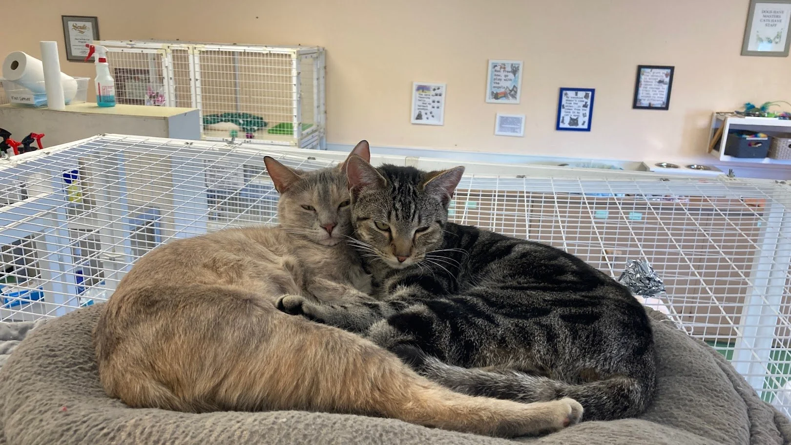 Cal Poly Veterinary Program Adopt — Cal Poly Cat Program