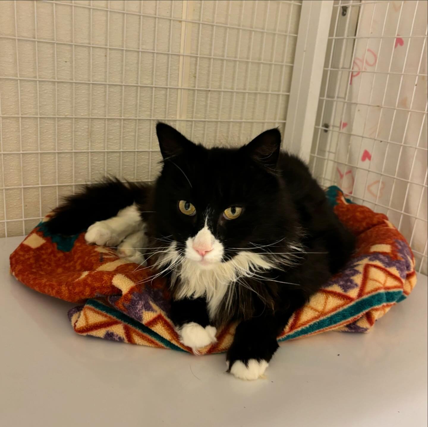 Meet Alanine, the 8 year old cuddly charmer available to adopt! This big boy adores attention and will purr up a storm the moment he receives some chin scratches. Alanine is content to chill by himself but thrives on human affection. With his super f