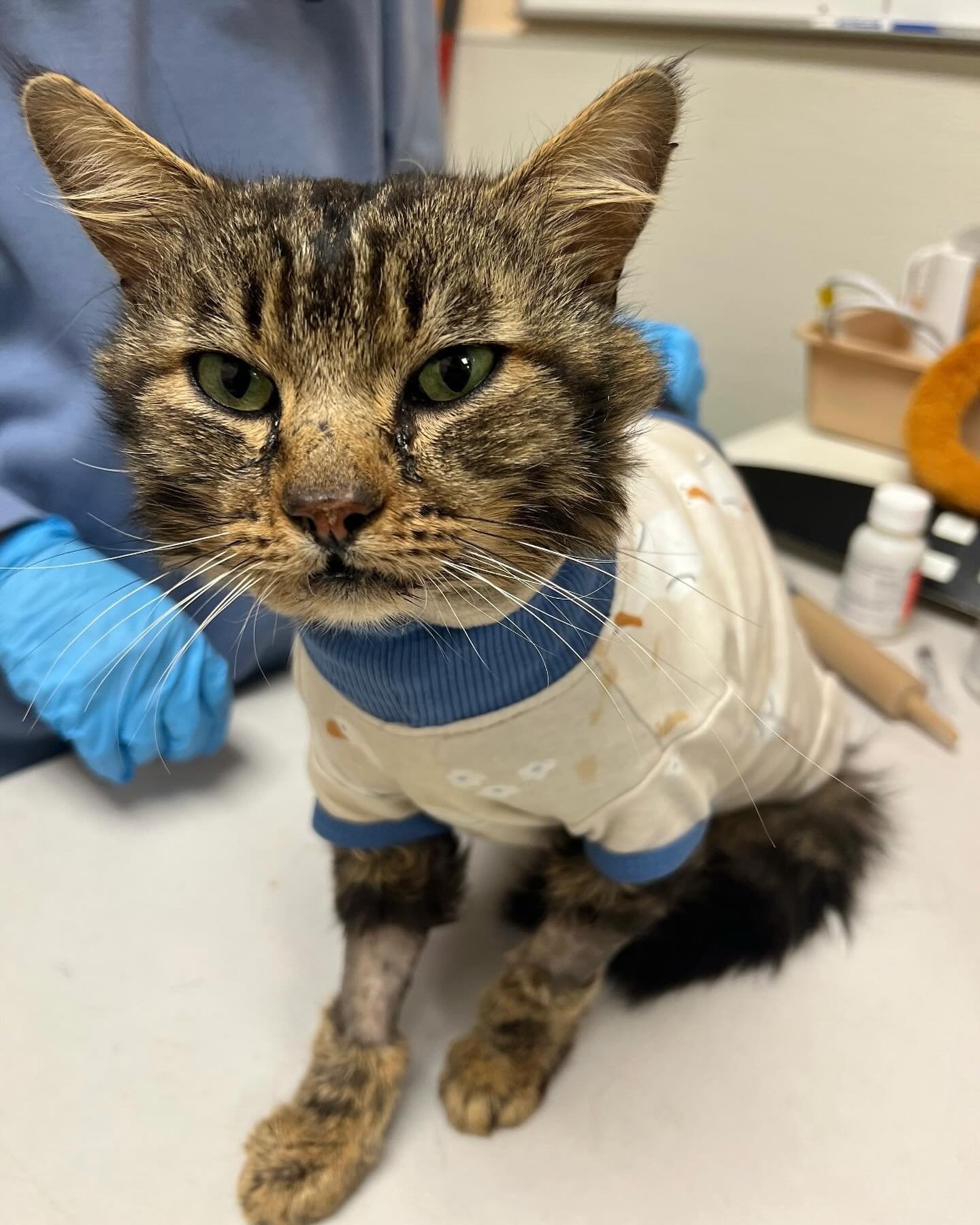 This is Romeo, one of our newer kitties brought in by our TNR team. Just days after being in the shelter, Romeo became sick; he was open-mouth breathing, drooling, and running a fever. After receiving veterinary care, it was suspected that he had fel