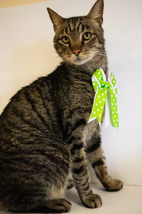 Cal Poly Cat Program