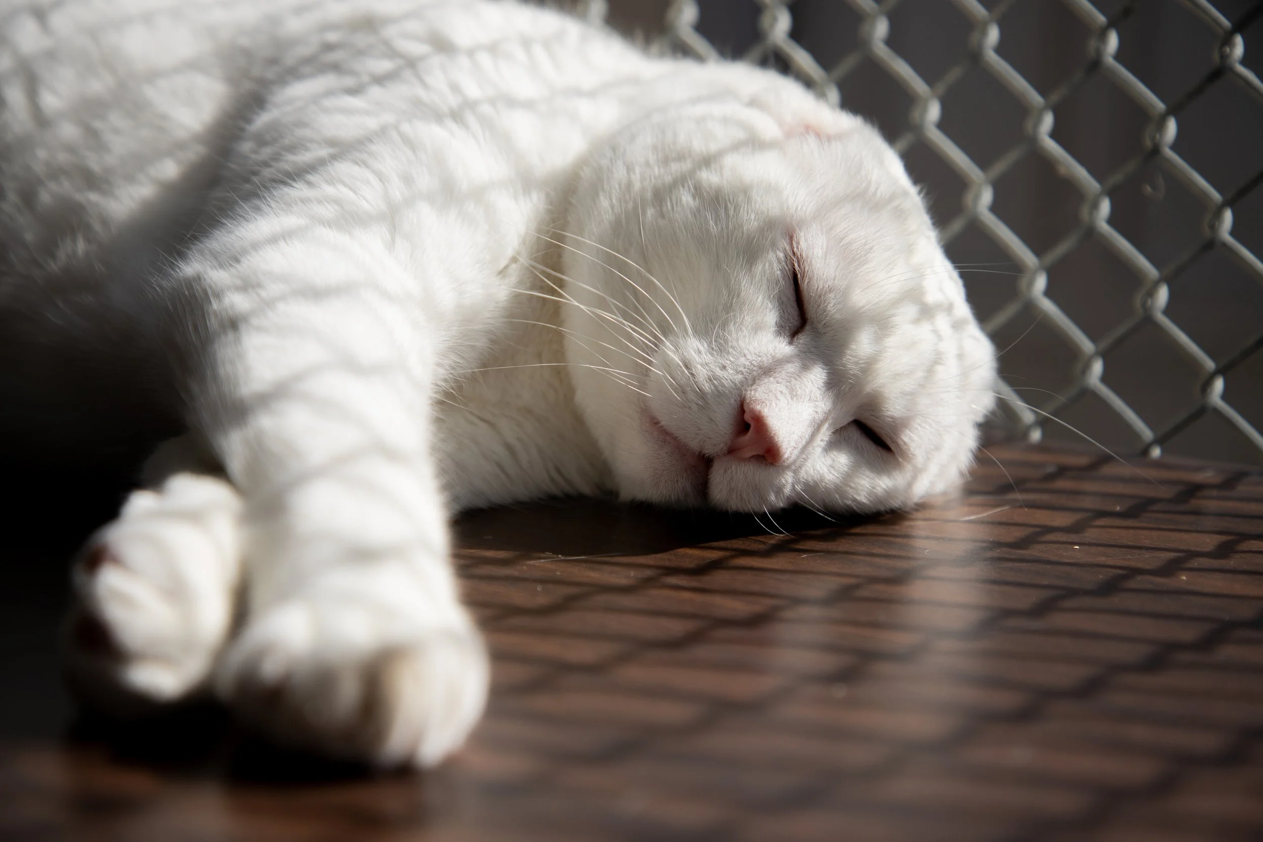Cal Poly Cat Program