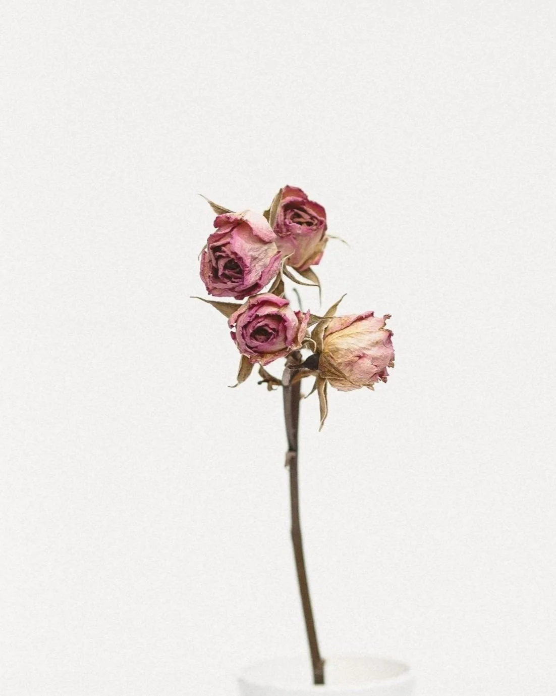 Dried pink roses on a thin brown stem against a plain white background.