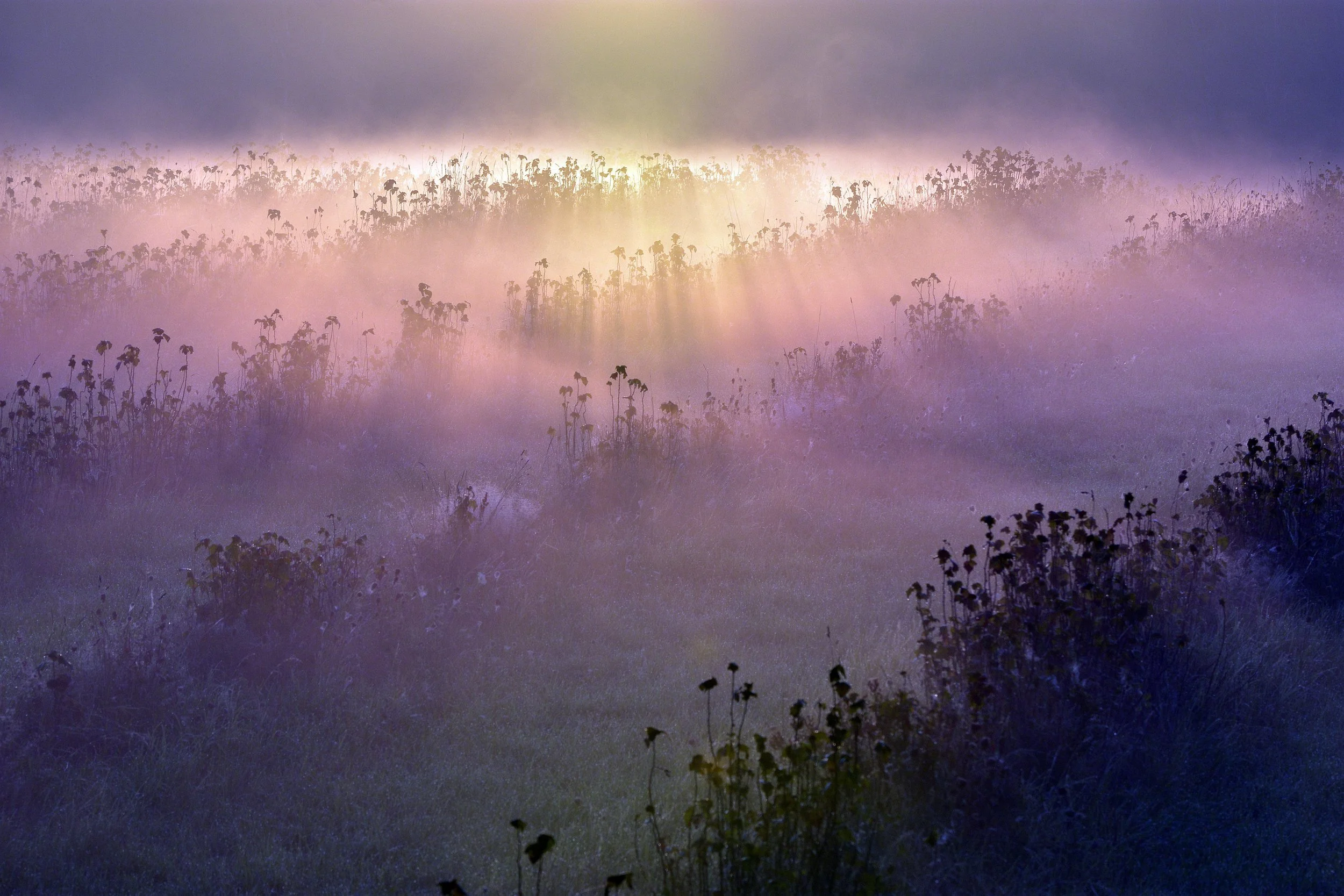 Maha rose: intuition &amp; psychic development