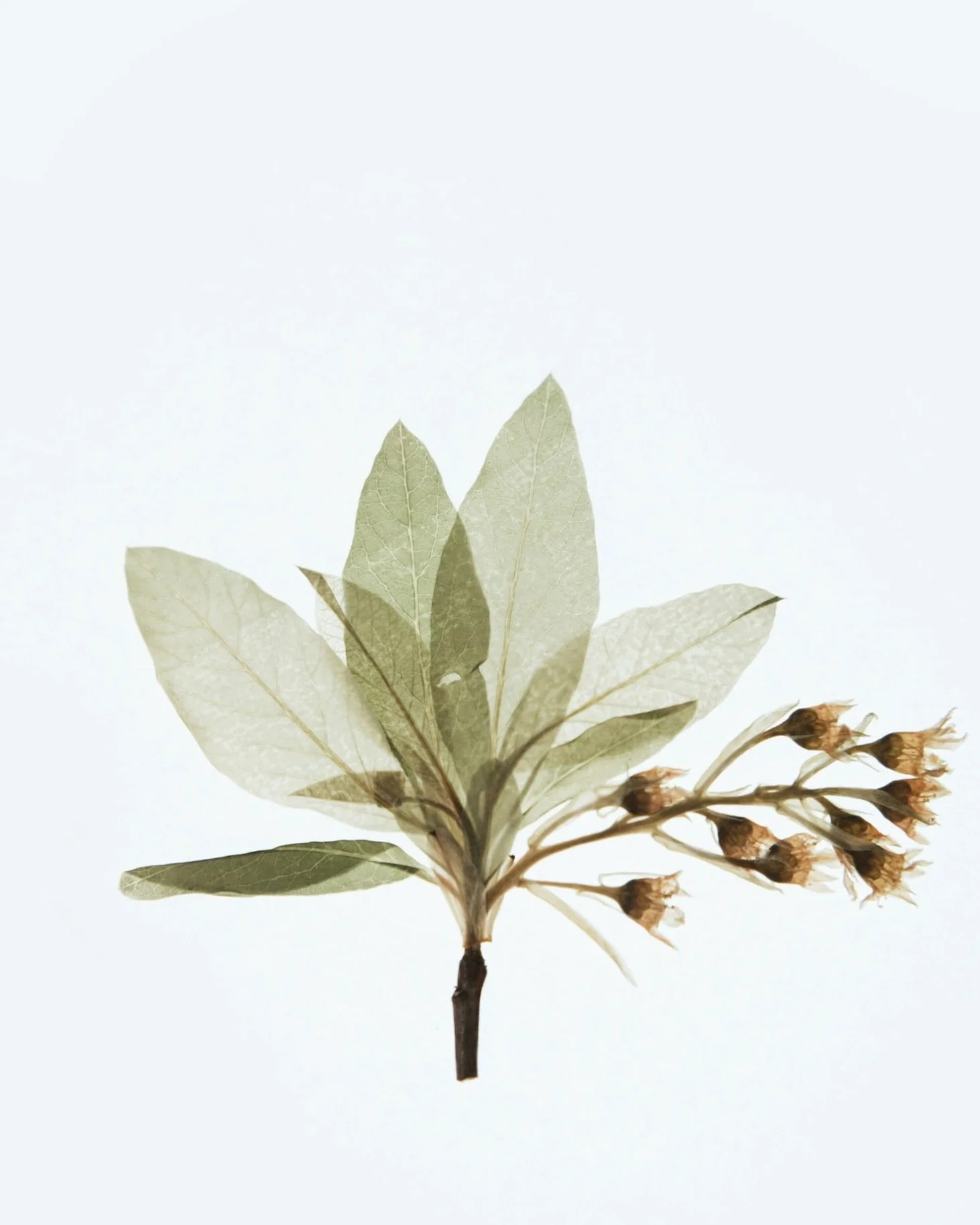 Dried bay leaves with small dried flowers on a white background.