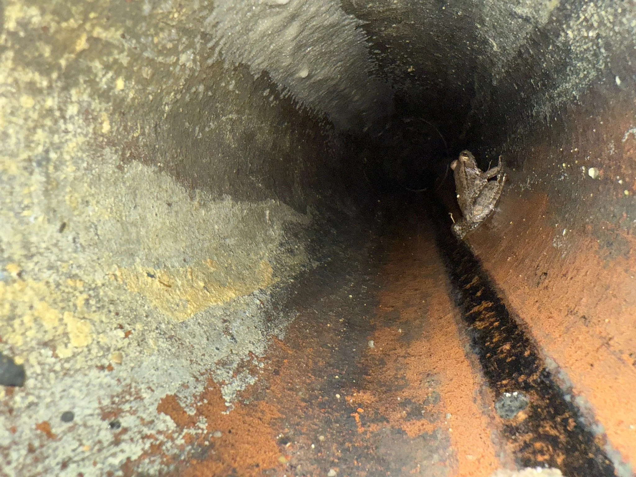 Sewer camera inspection and plumbing video inspection in Lafayette, LA – Next Plumbing