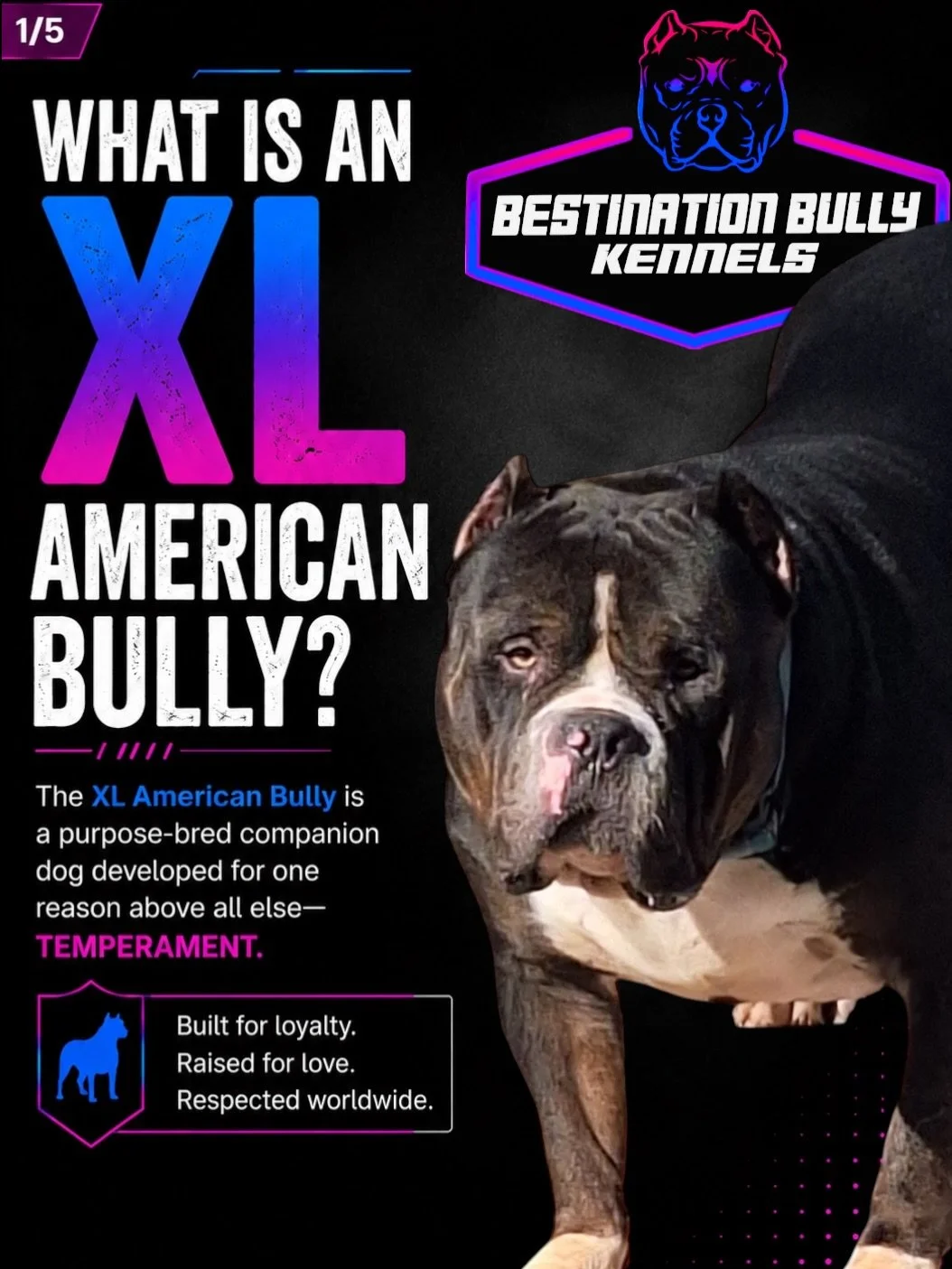 The XL American Bully is one of the most misunderstood breeds on the planet &mdash; and one of the most extraordinary.

Purpose-bred for one thing above all else &mdash; temperament.

🔵 Exceptional loyalty to family
🔵 Gentle and patient with childr
