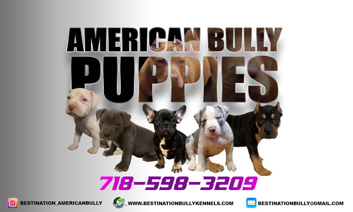 Classic American Bully puppies born 10/2/2023 ready for their new home -  general community - craigslist