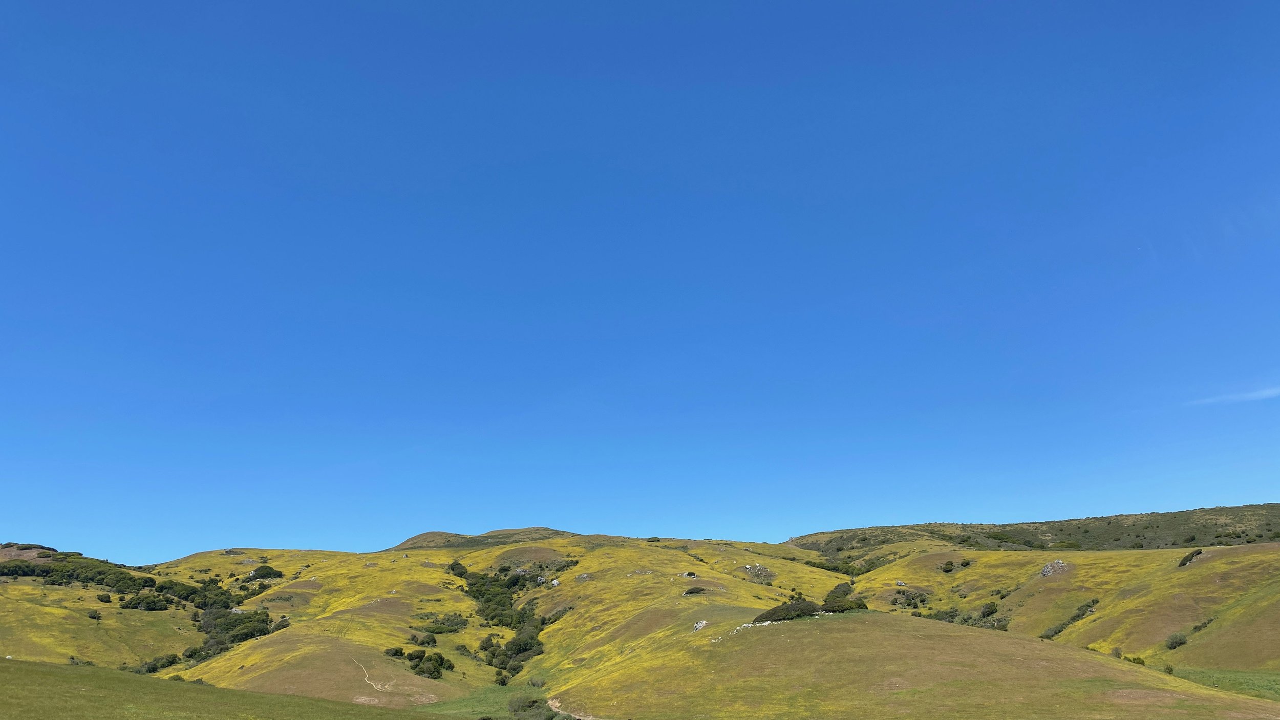 Bright green mountain with some dark green trees in the foreground of a clear blue sky.