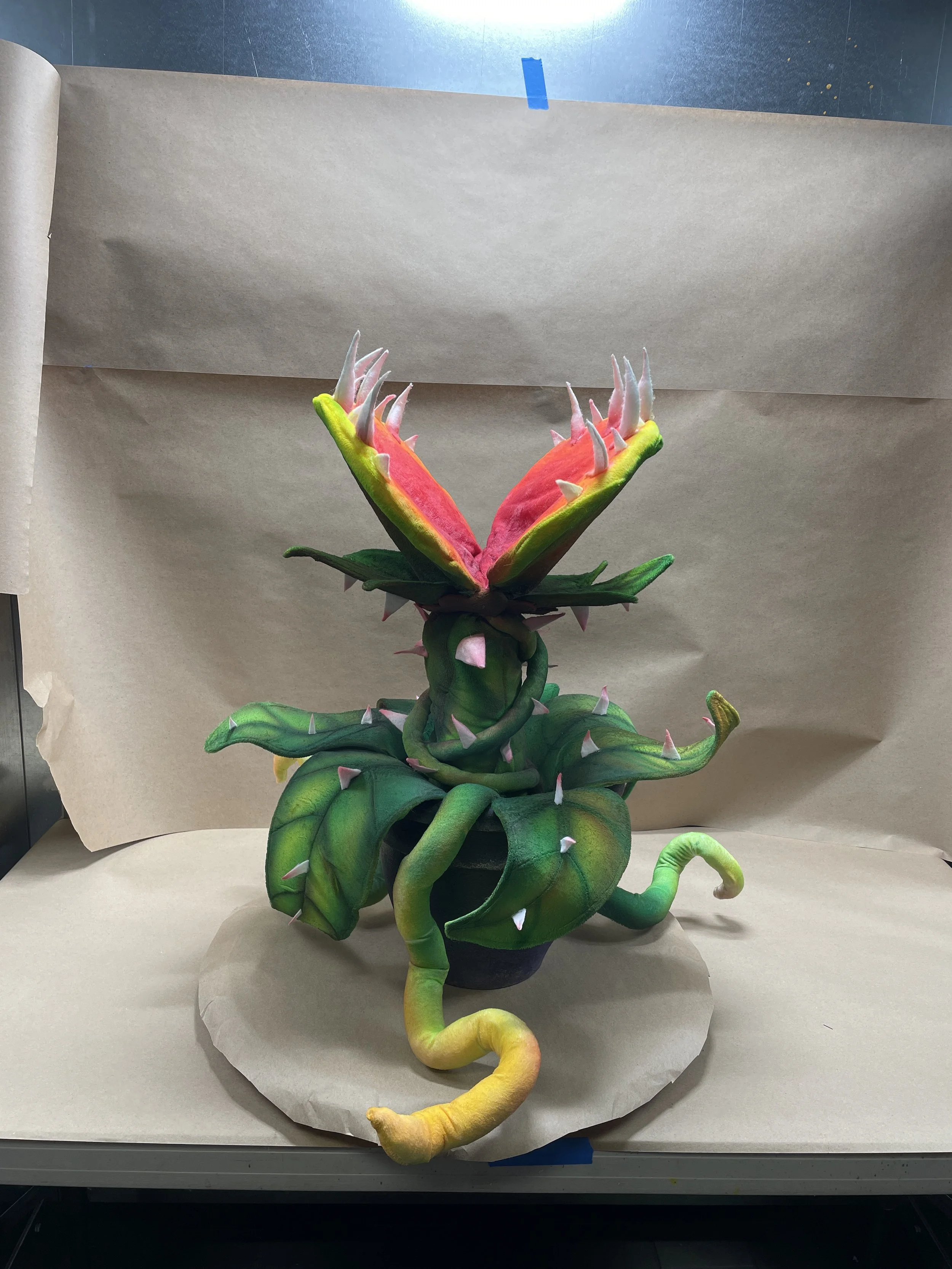 Cleopatra the Venus Flytrap