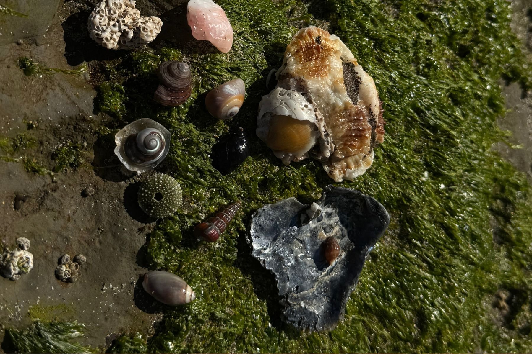 Various seashells on a beach with green seaweed and wet sand.