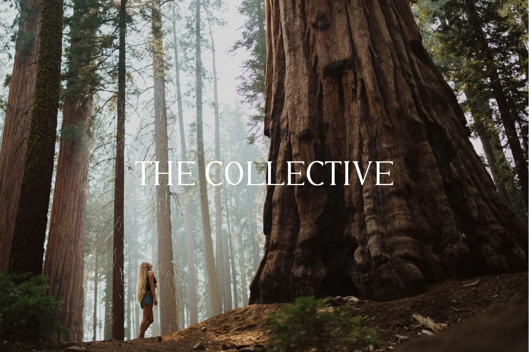 Santa Cruz Photography in California Redwoods