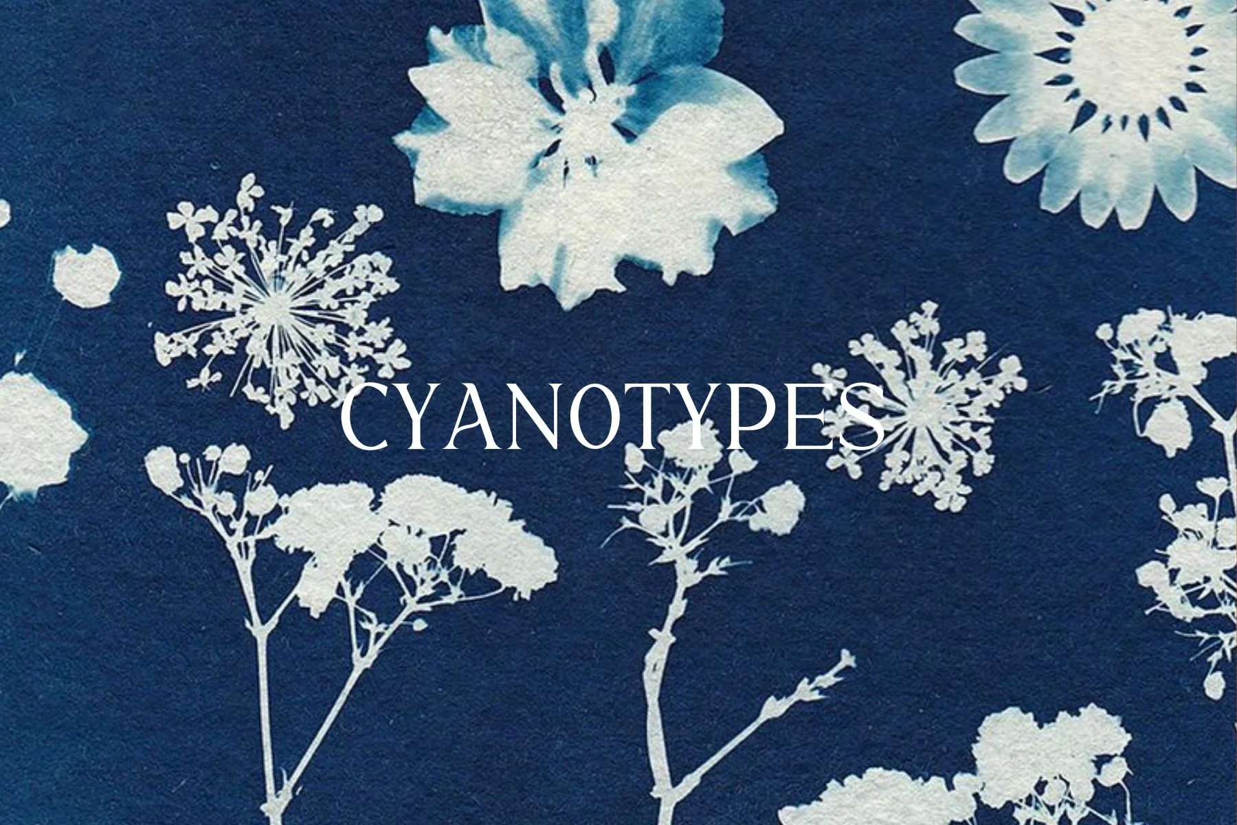 Blue background with white silhouette illustrations of various cyanotypes botanical specimens and the word 'CYANOTYPES' in the center.
