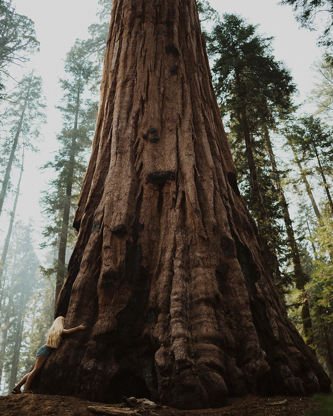 A young girl with long blonde hair in a ponytail climbing a massive redwood tree in a forest, with other tall trees around and foggy sky overhead.