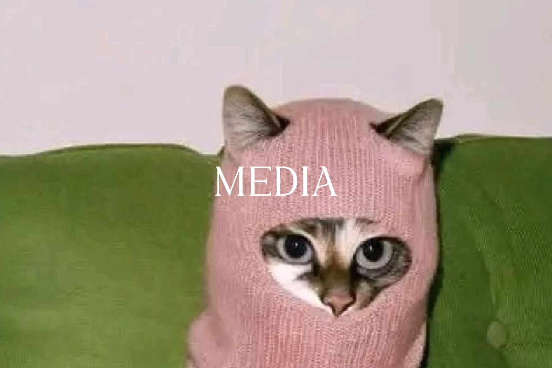 A cat with a serious expression wearing a pink knit hat covering most of its head, sitting on a green surface against a white background, with the word 'MEDIA' overlaid.
