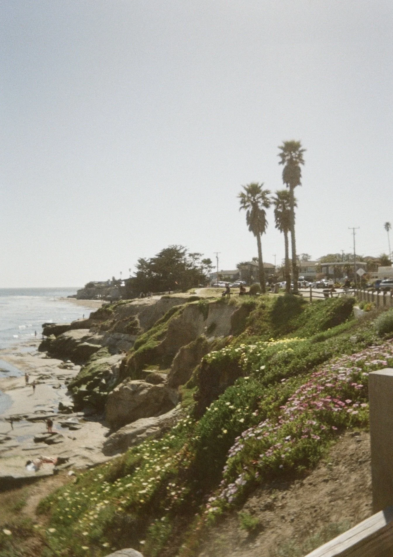 A coastal scene with rocky cliffs, colorful flowering plants, and a sandy beach with people. Palm trees and buildings are visible in the background under a clear sky.