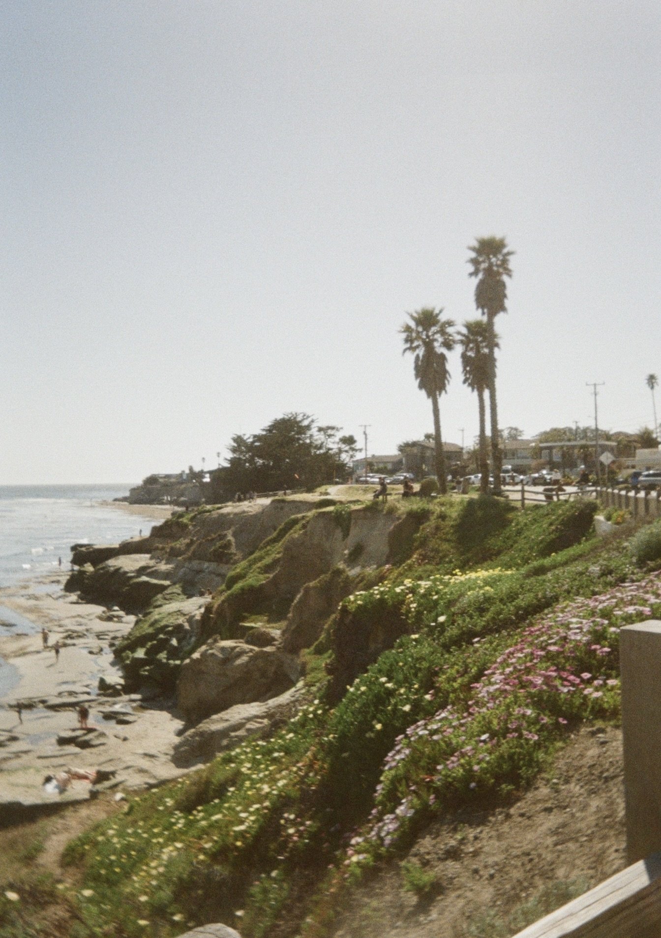 A coastal scene with rocky cliffs, colorful flowering plants, and a sandy beach with people. Palm trees and buildings are visible in the background under a clear sky.