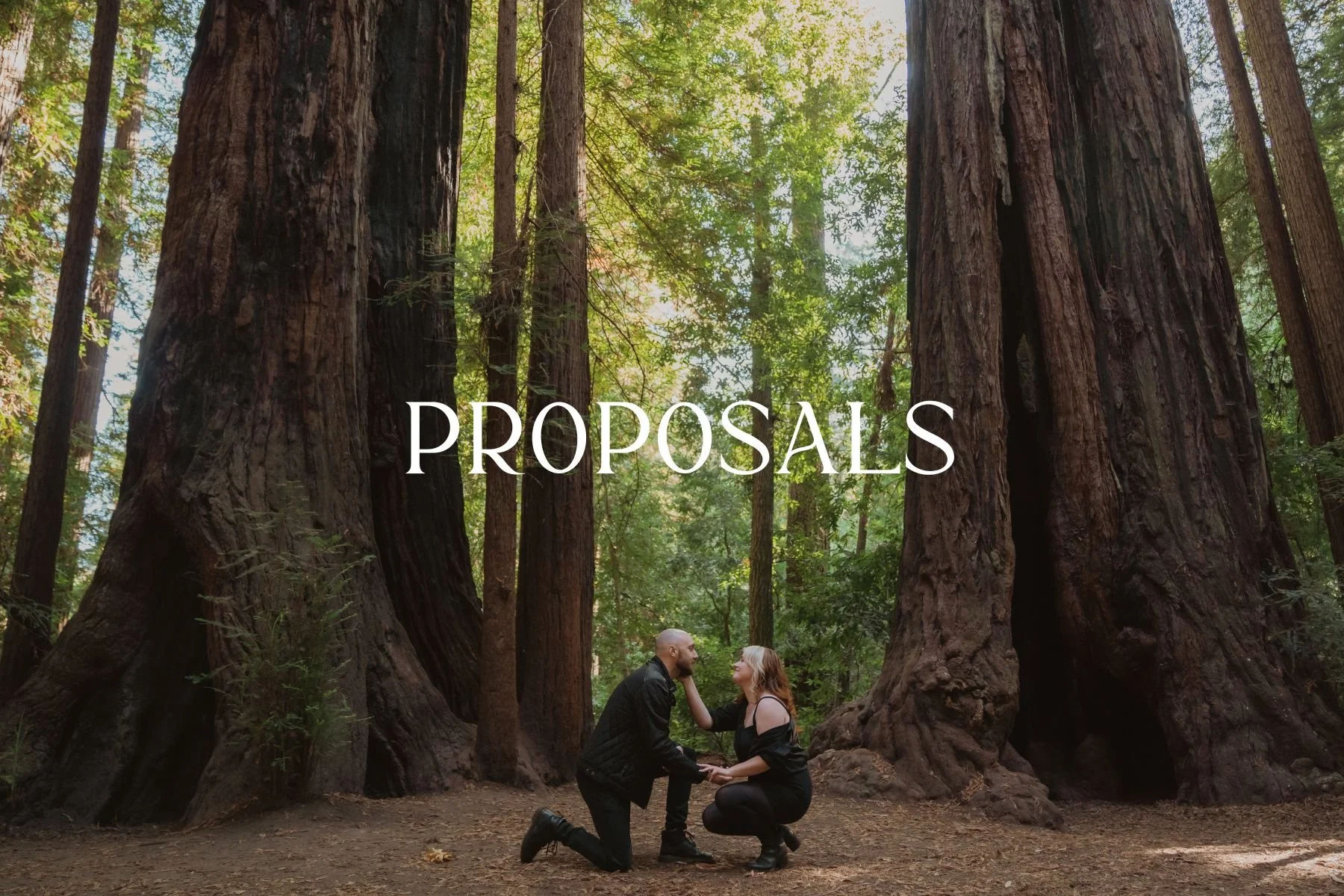 A couple in love kneeling and holding hands in a forest with giant redwood trees, with the word 'PROPOSALS' written across the middle of the photo.