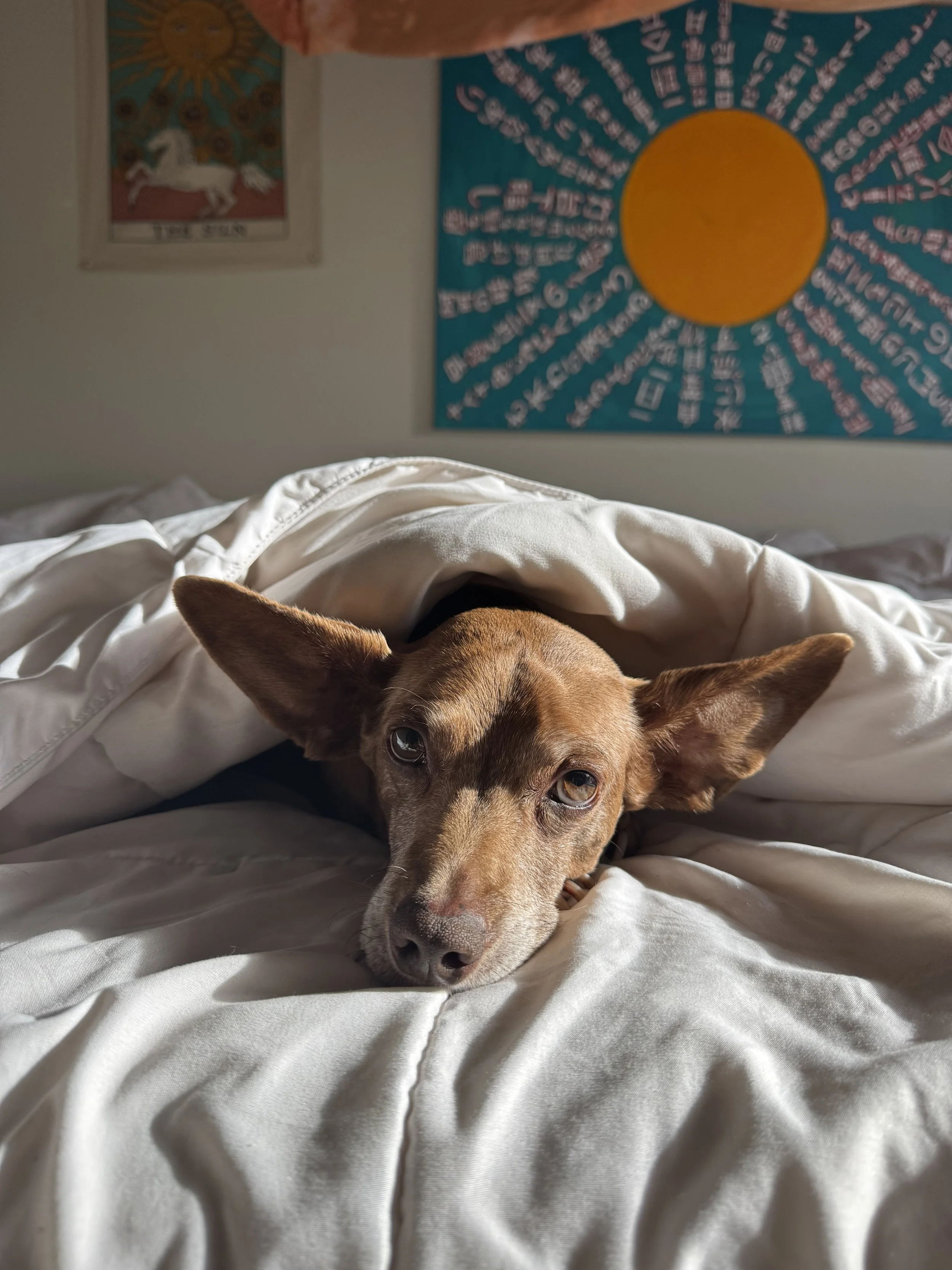 A brown dog lying on a bed with a white comforter, with sunlight illuminating its face. There are colorful paintings on the wall behind the dog.