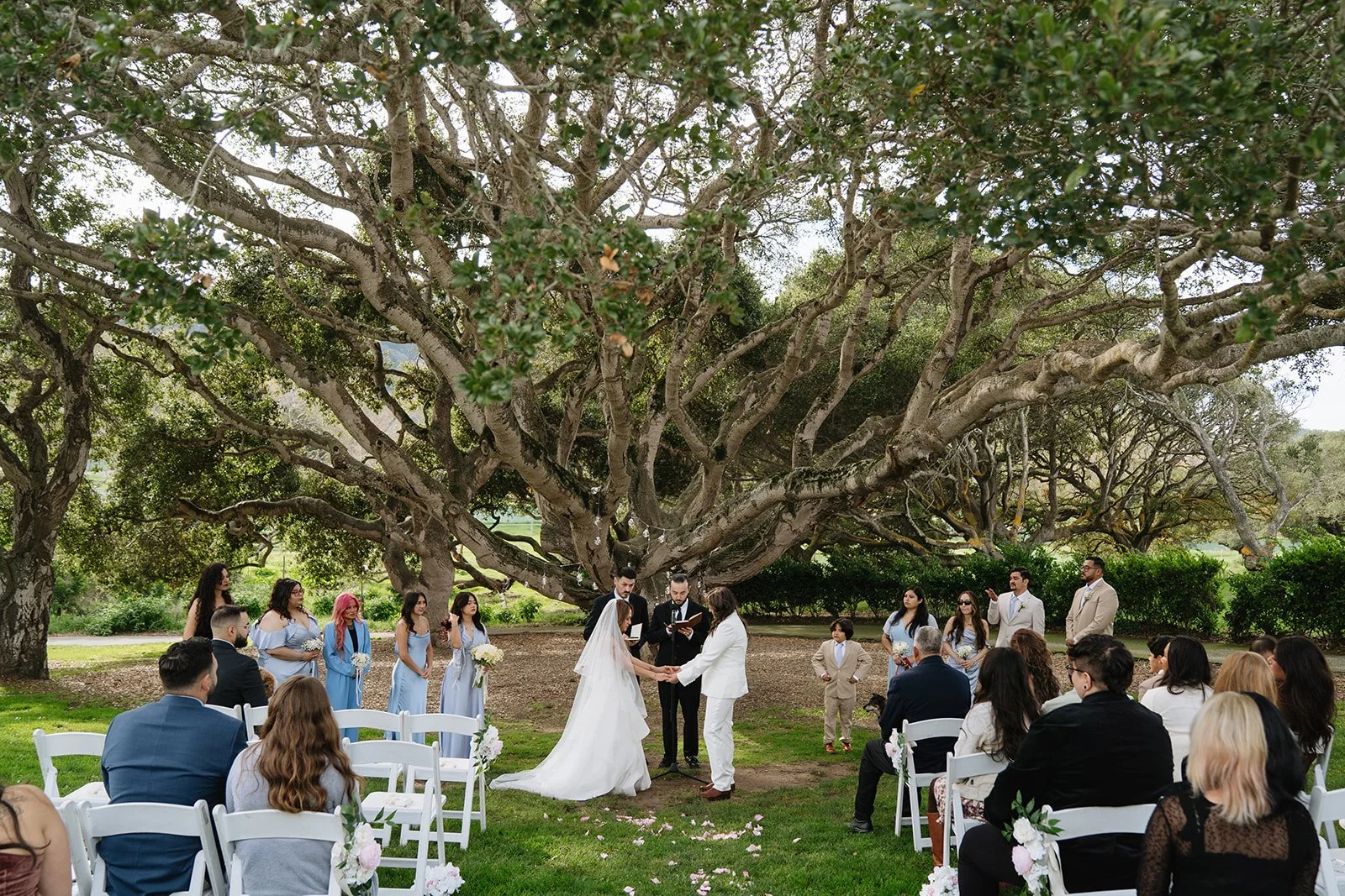 Outdoor wedding ceremony under a large tree with wedding couple, officiant, bridesmaids, groomsmen, and guests seated on white chairs.
