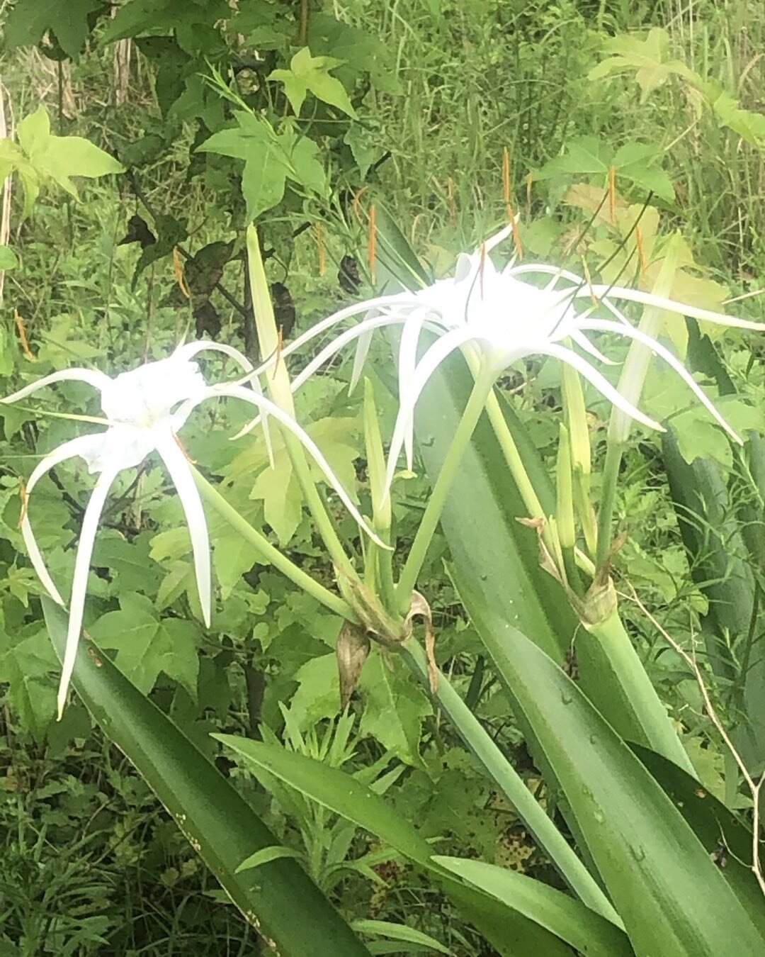 This old time lillie is at an old house site near Clio SC. And yes, the flowers are that white!!