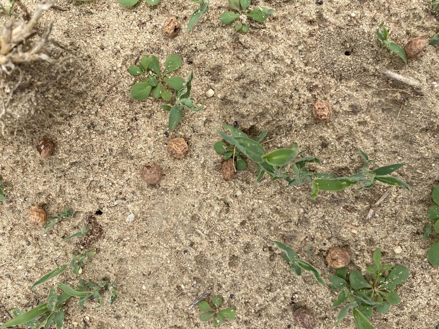 Chufa planting. We mixed a few cowpeas in the chufa and spread and drug the seed in. @scoutseedco @carolina_agronomy #wildlifeseed