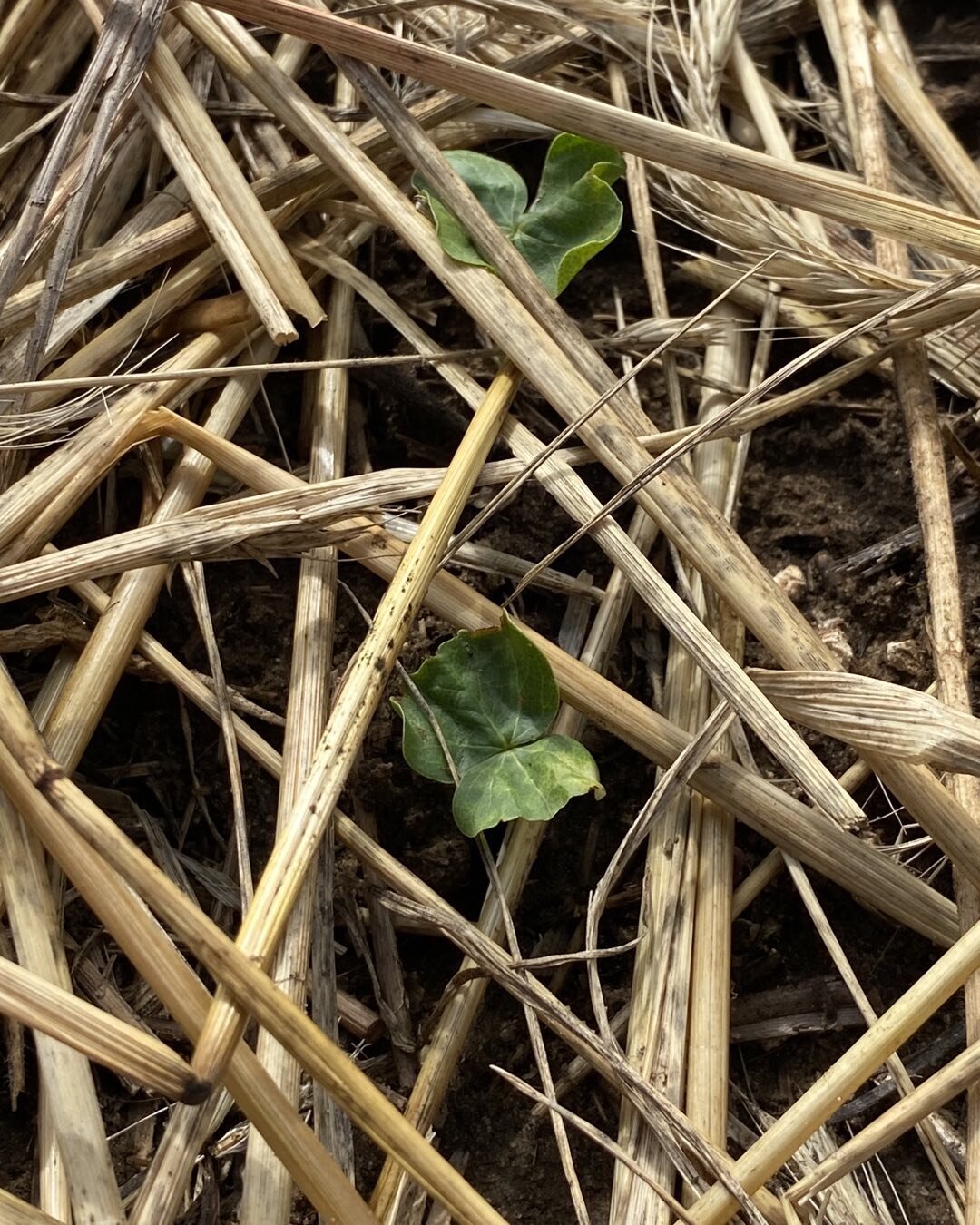 Cotton peaking through the cover. @scoutseedco @carolina_agronomy