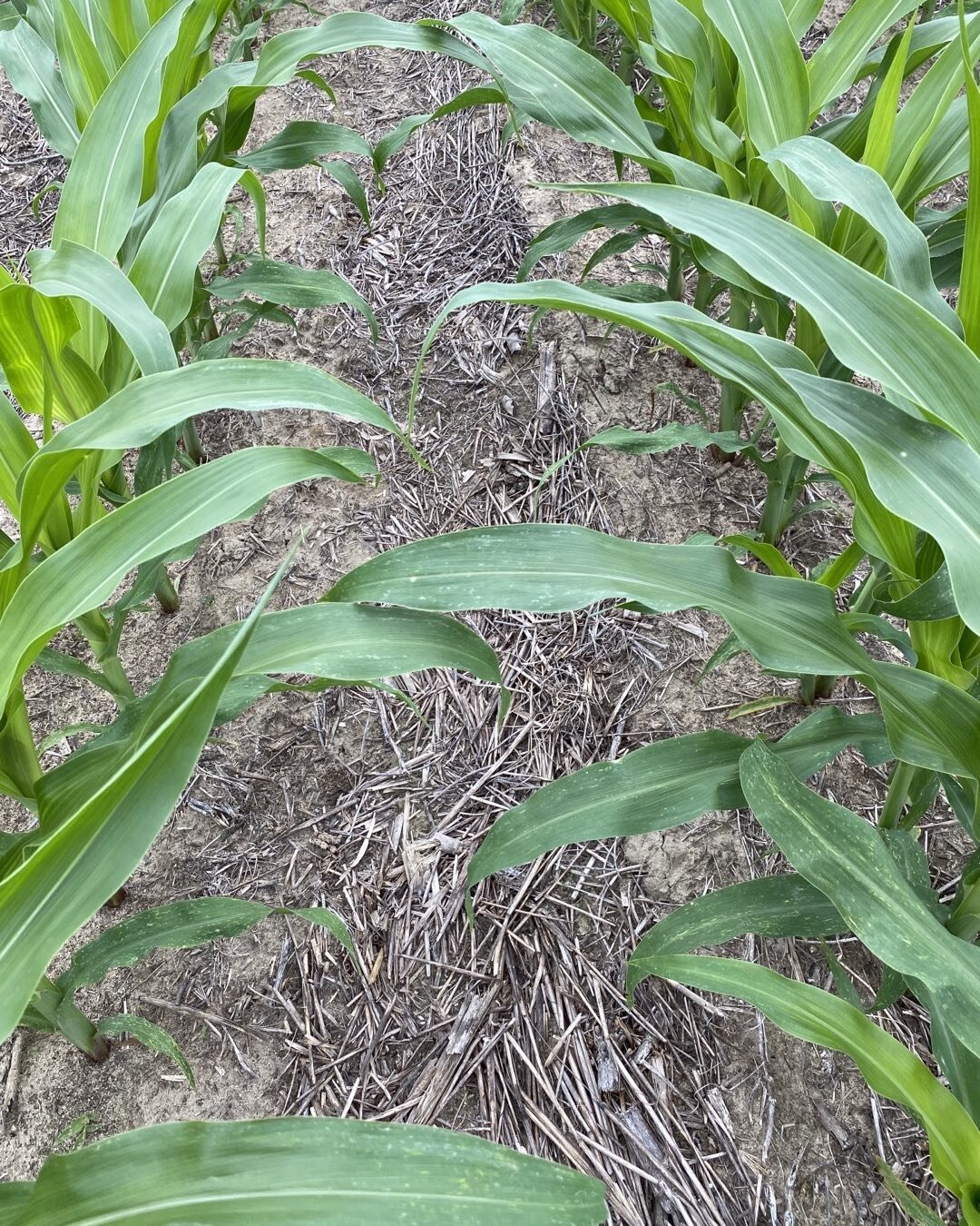 Covercrop still evident under this corn. Holding moisture and inhibiting weeds.
